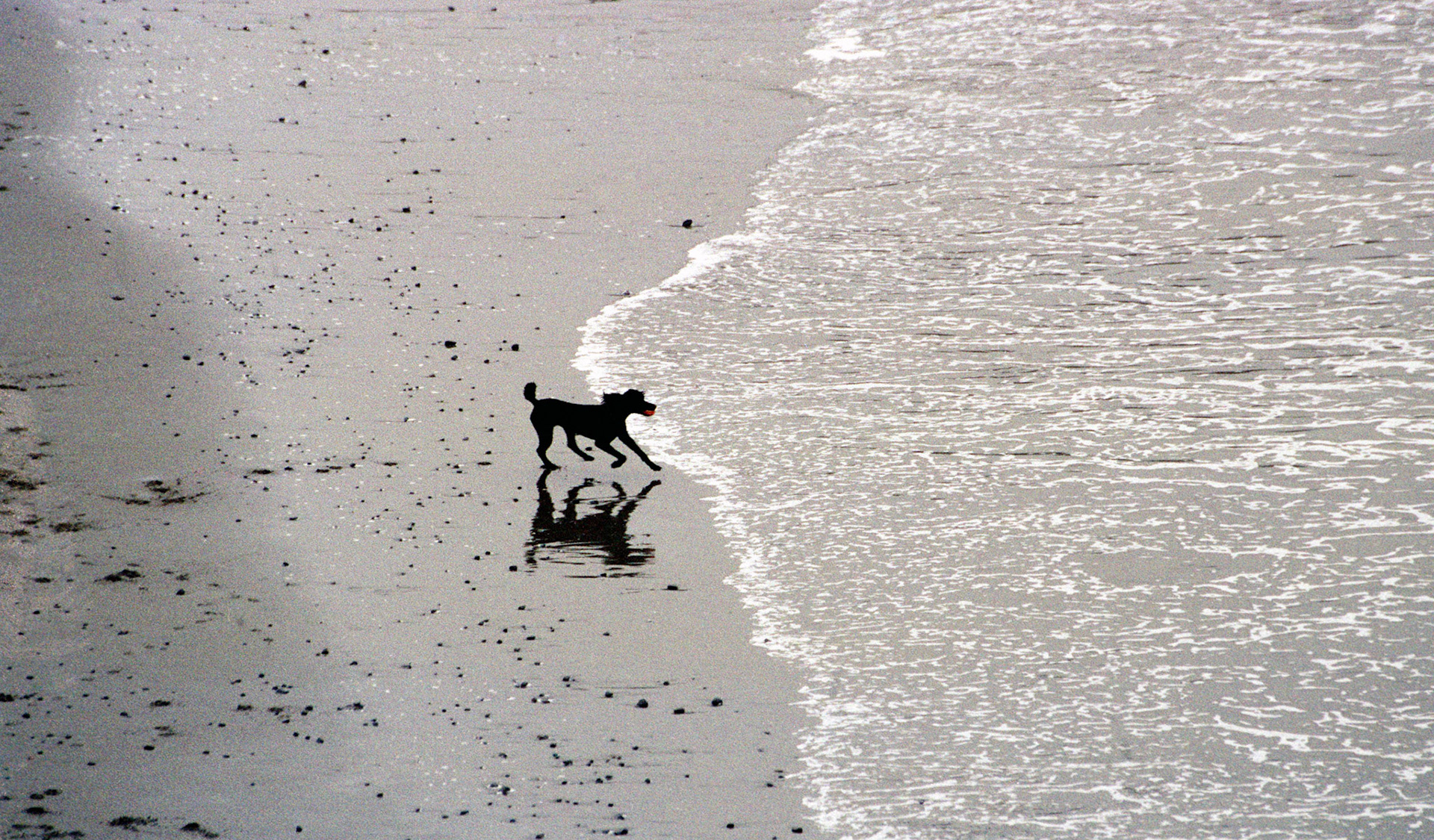 Dog on the beach, Mendocino, California, 2001