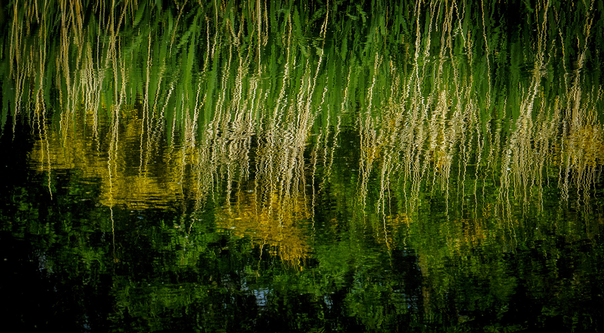 Reeds, Helix Park, 2021