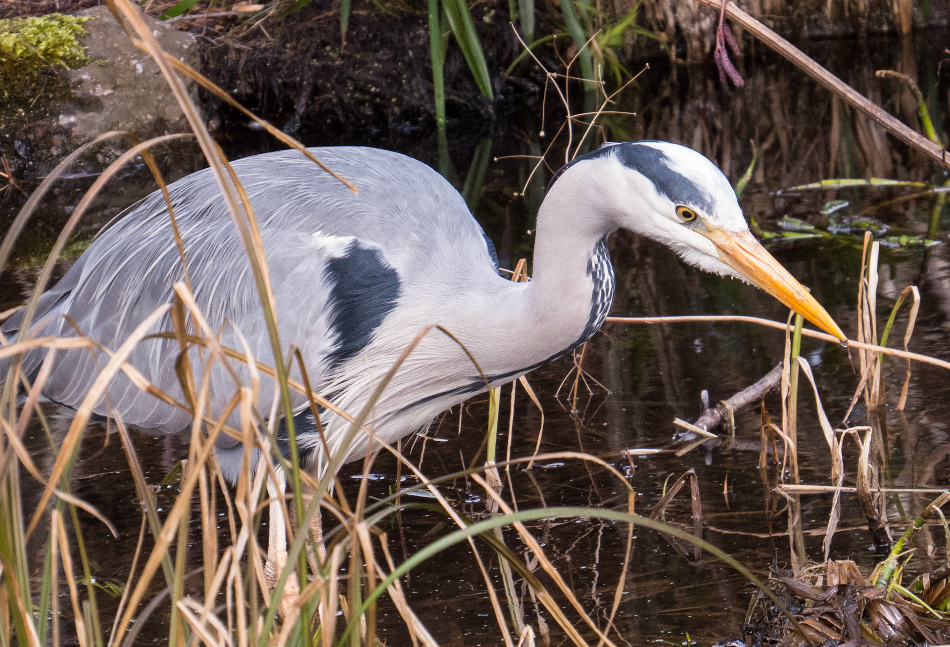 Heron. Royal Botanic Garden, Edinburgh, 2013