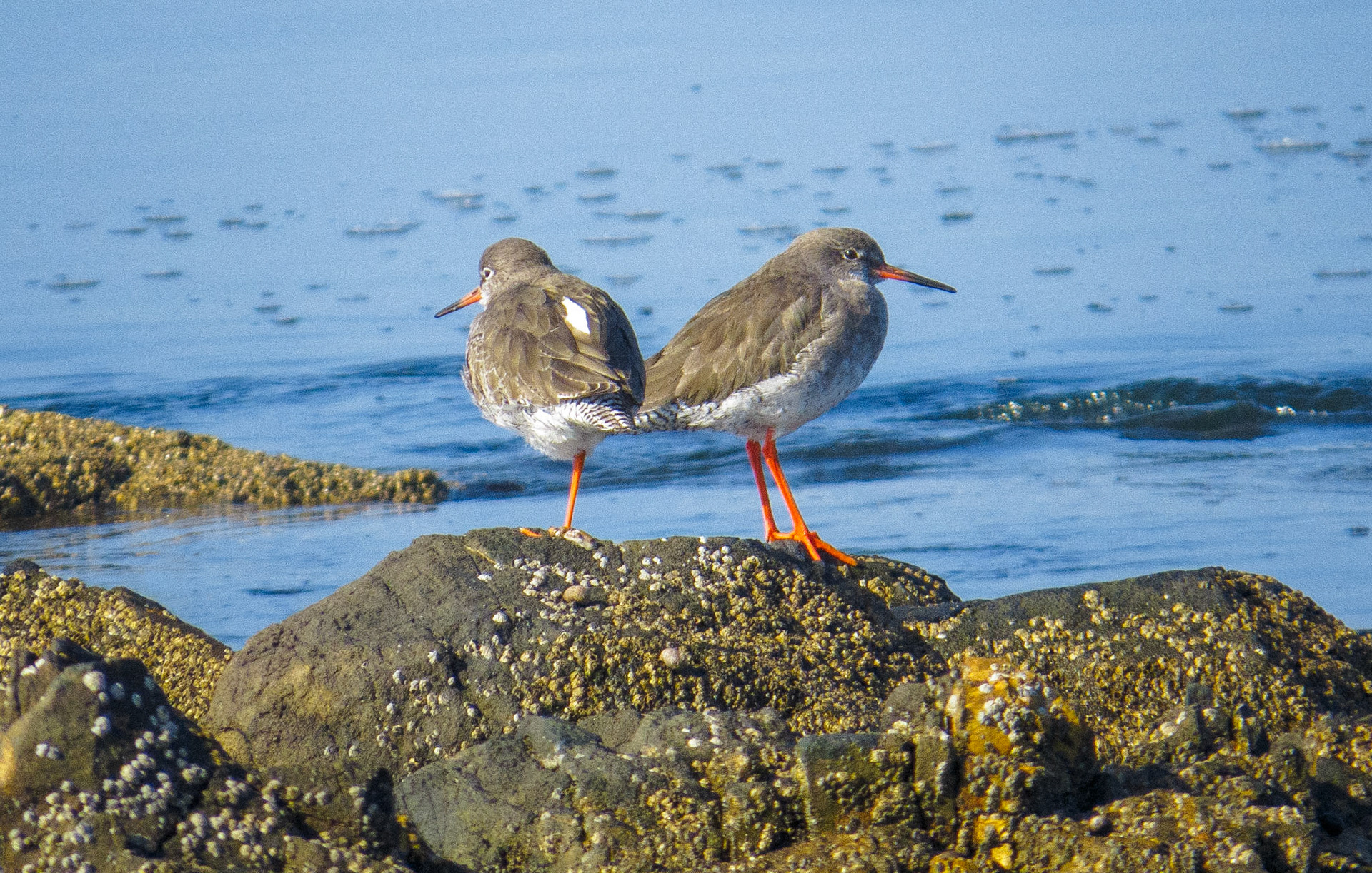 Redshanks, Longniddry Bents, 2022