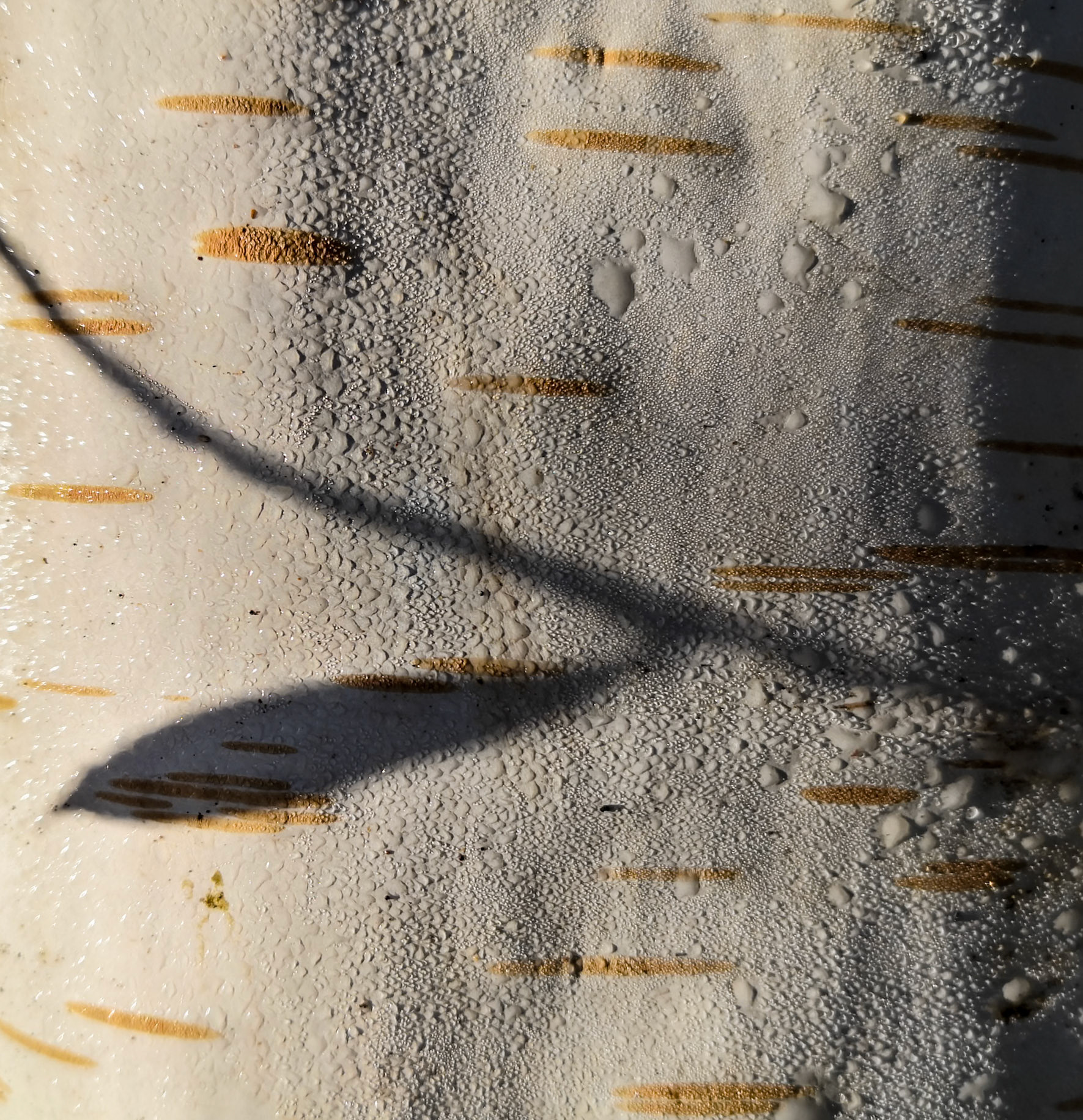 Paperbark birch, Janebank, 2021