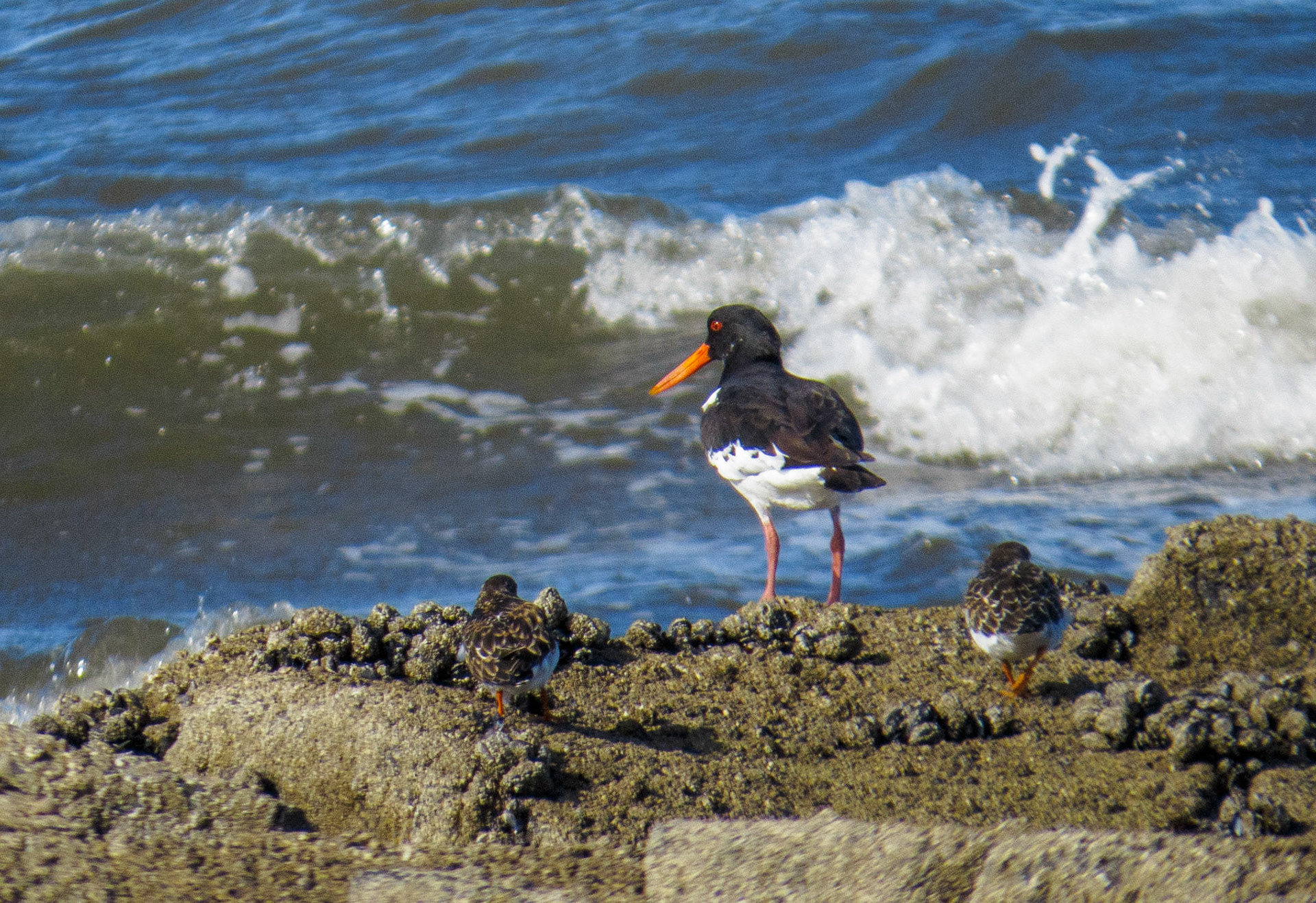 Oystercatcher and chicks at Longniddry Bents, 2020