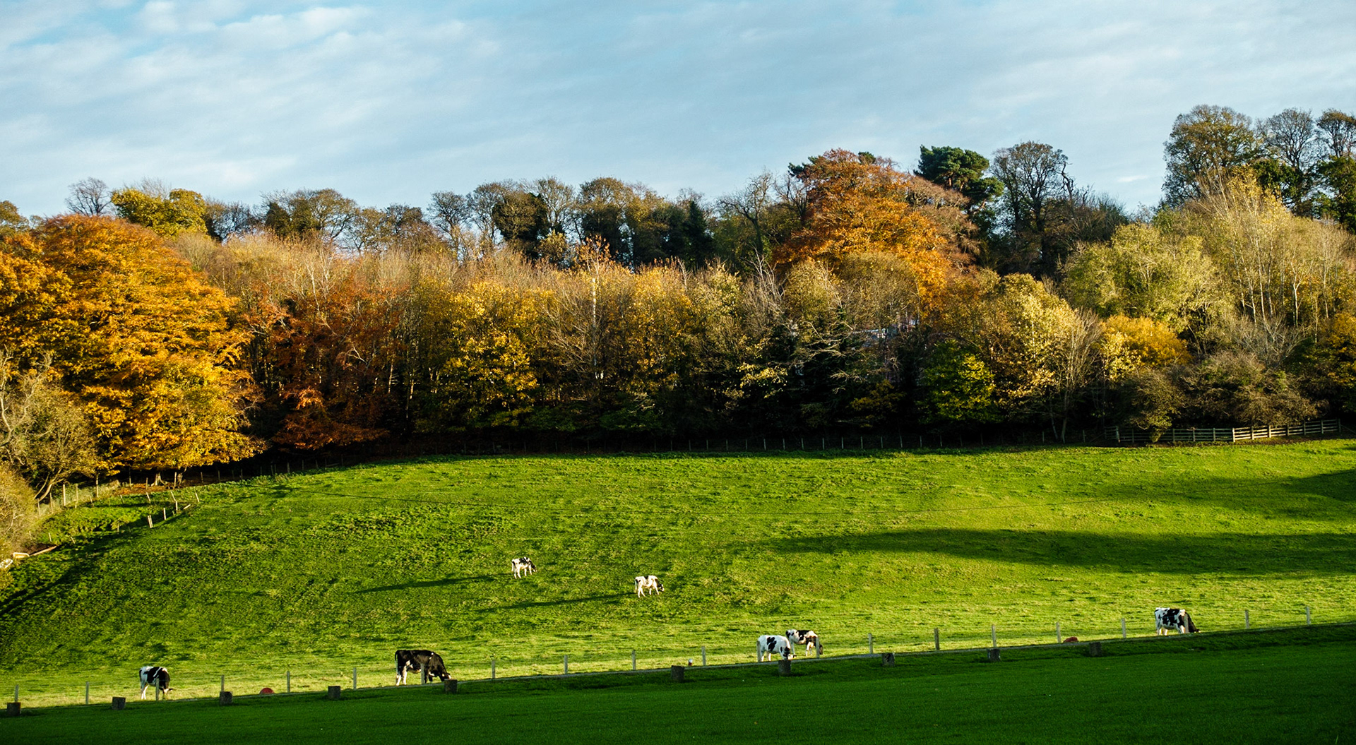 Autumn in Lasswade, 2021