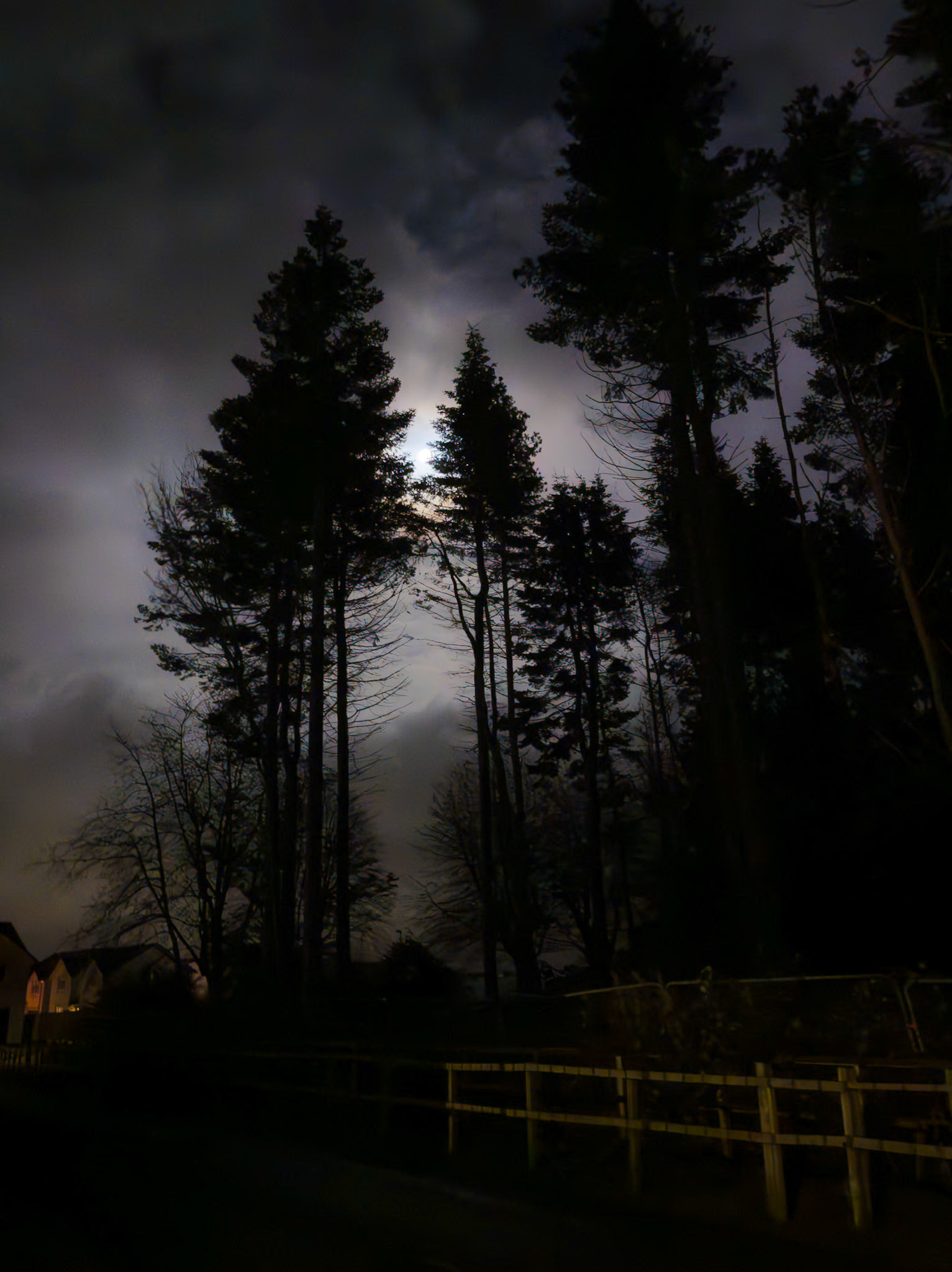 Moonlight through the trees, Sinclair Gardens, Roslin, 2024