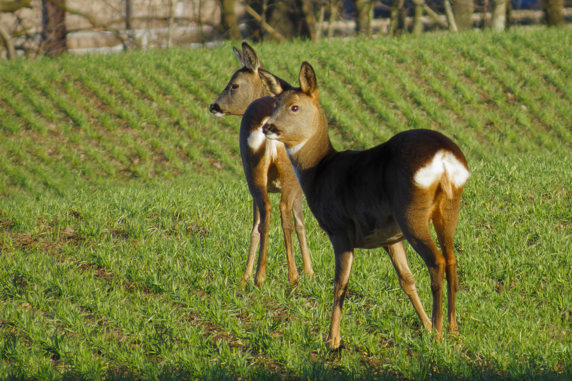 Deer on Dryden Farm, Roslin, 2026