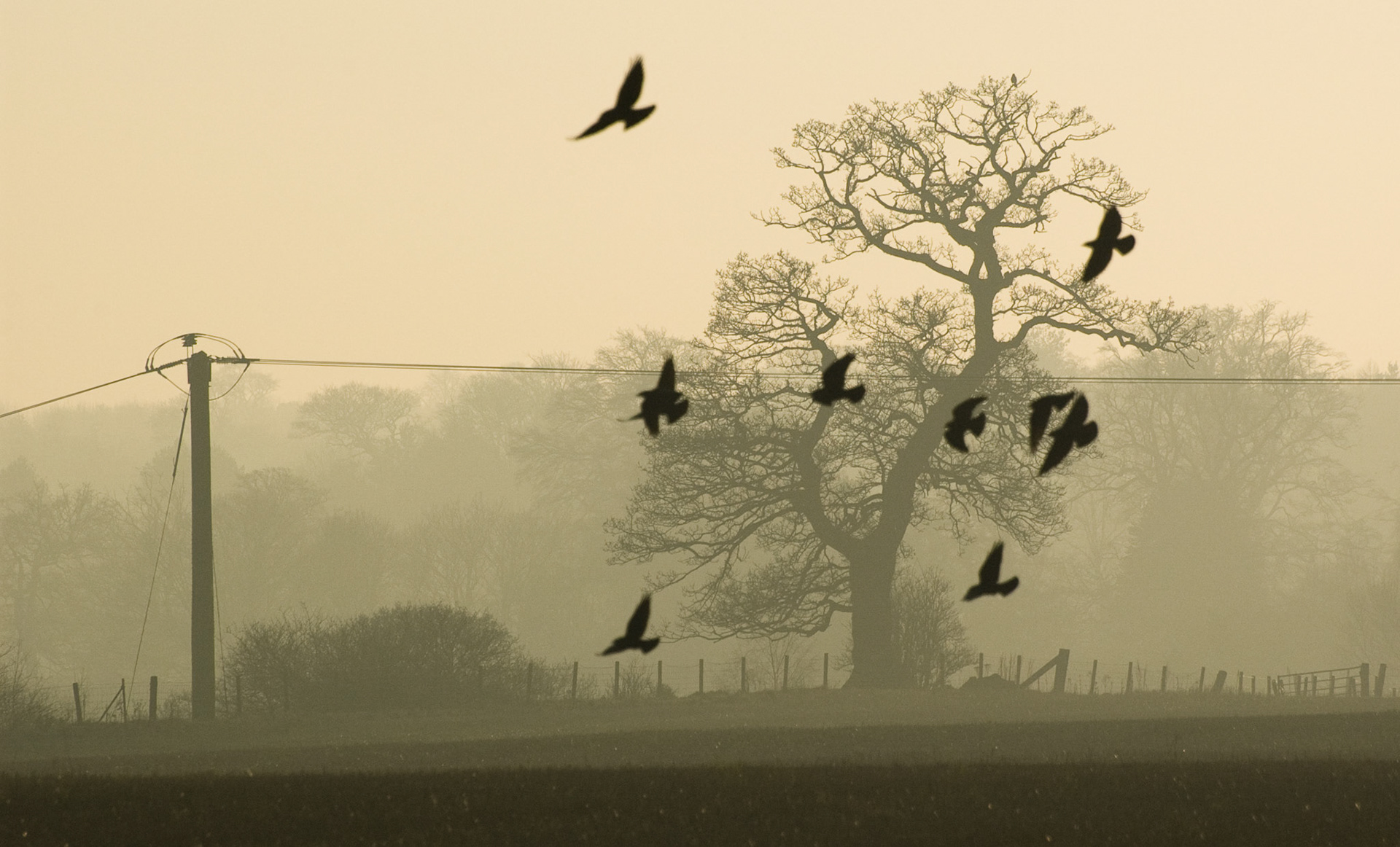 Crows, Midlothian, 2008