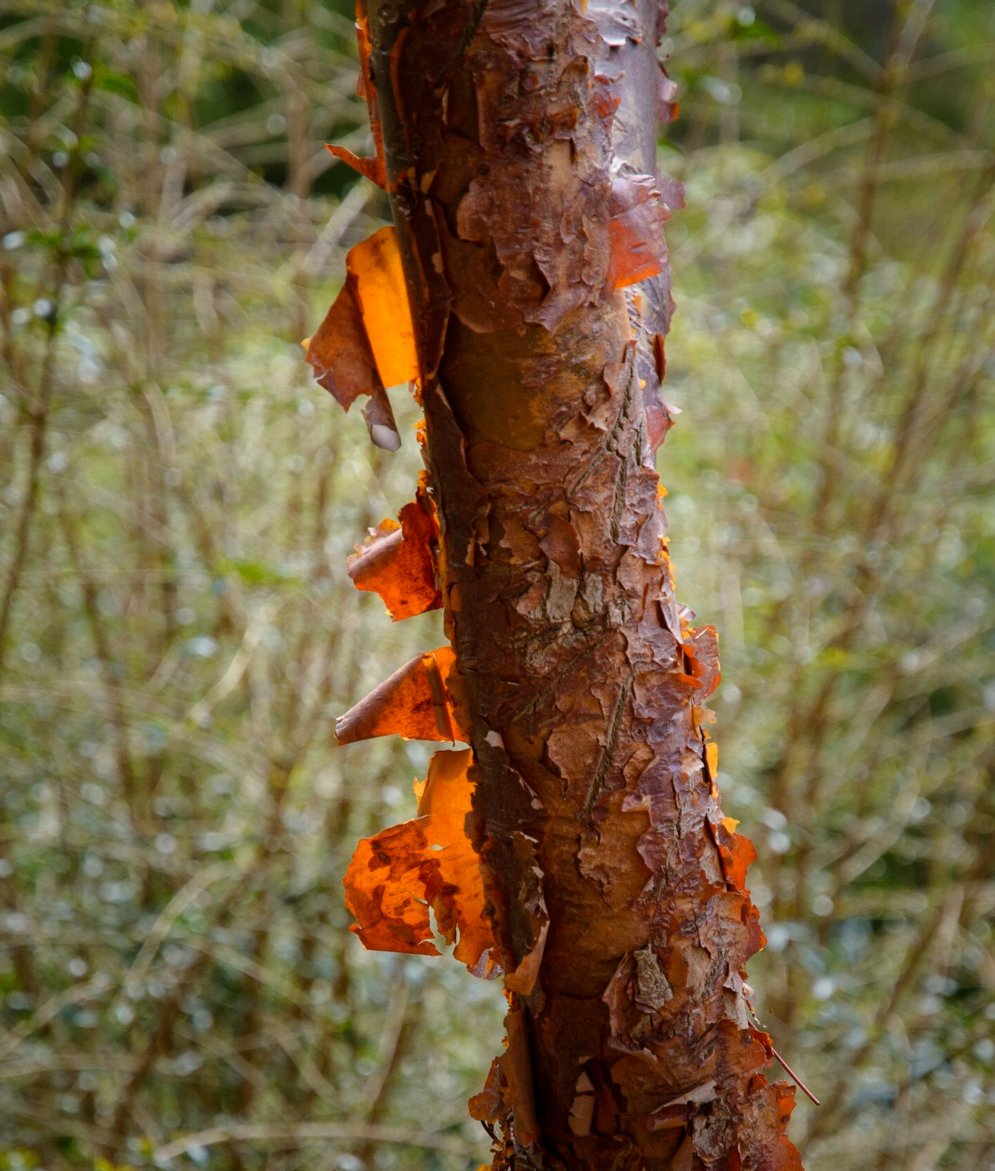 Tree bark, Royal Botanic Garden Edinburgh, 2021