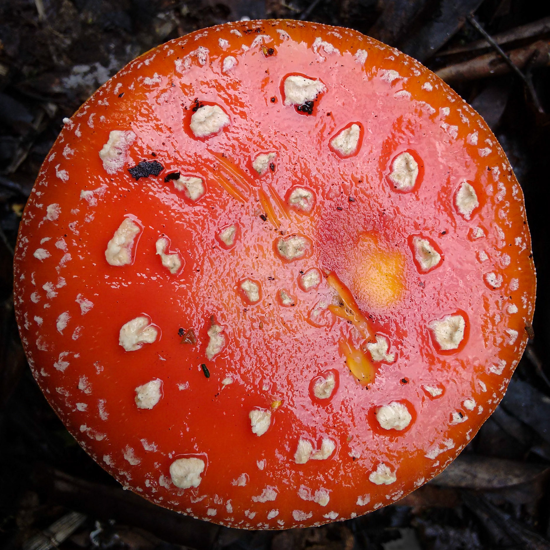 Fly Agaric Mushroom, Lasswade, 2017