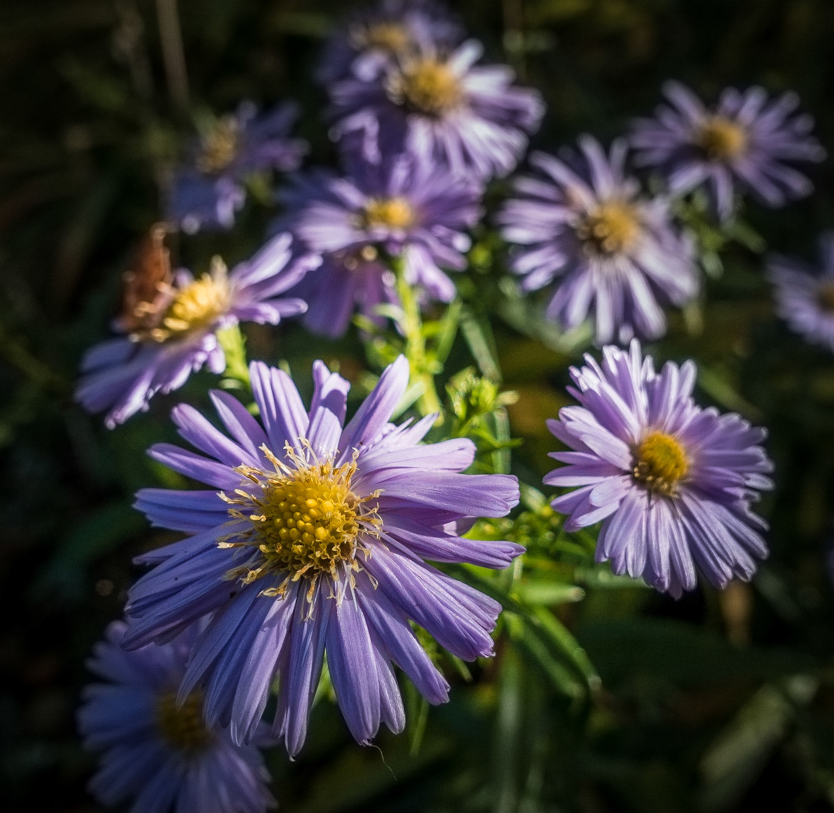 Michaelmas Daisies, Janebank, 2018