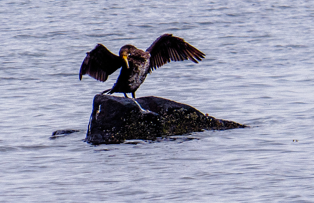 Cormorant, Longniddry Bents, East Lothian, 2021