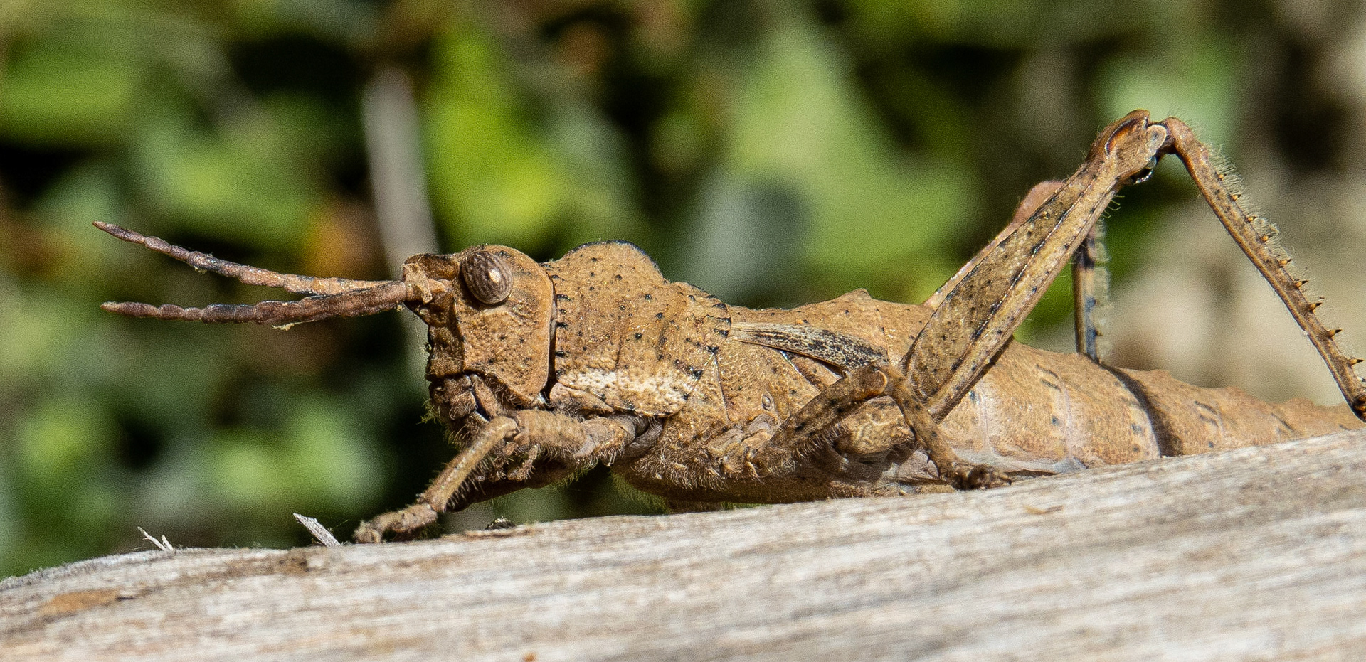 Cricket, Myli Gorge, Rethymnon, Crete, 2018