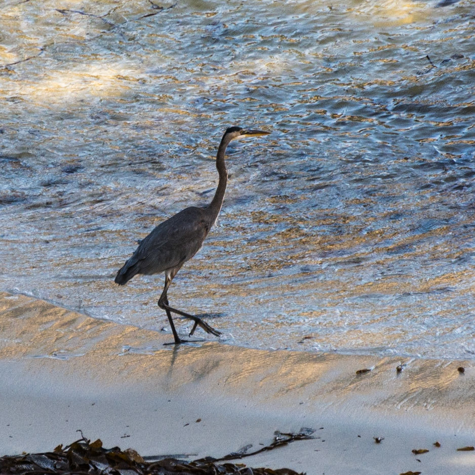 Heron, Point Lobos, California, 2015