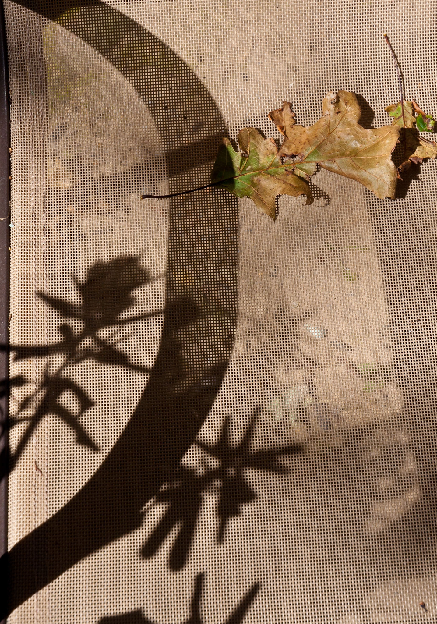 Garden chair, Woodstown, New Jersey, 2010