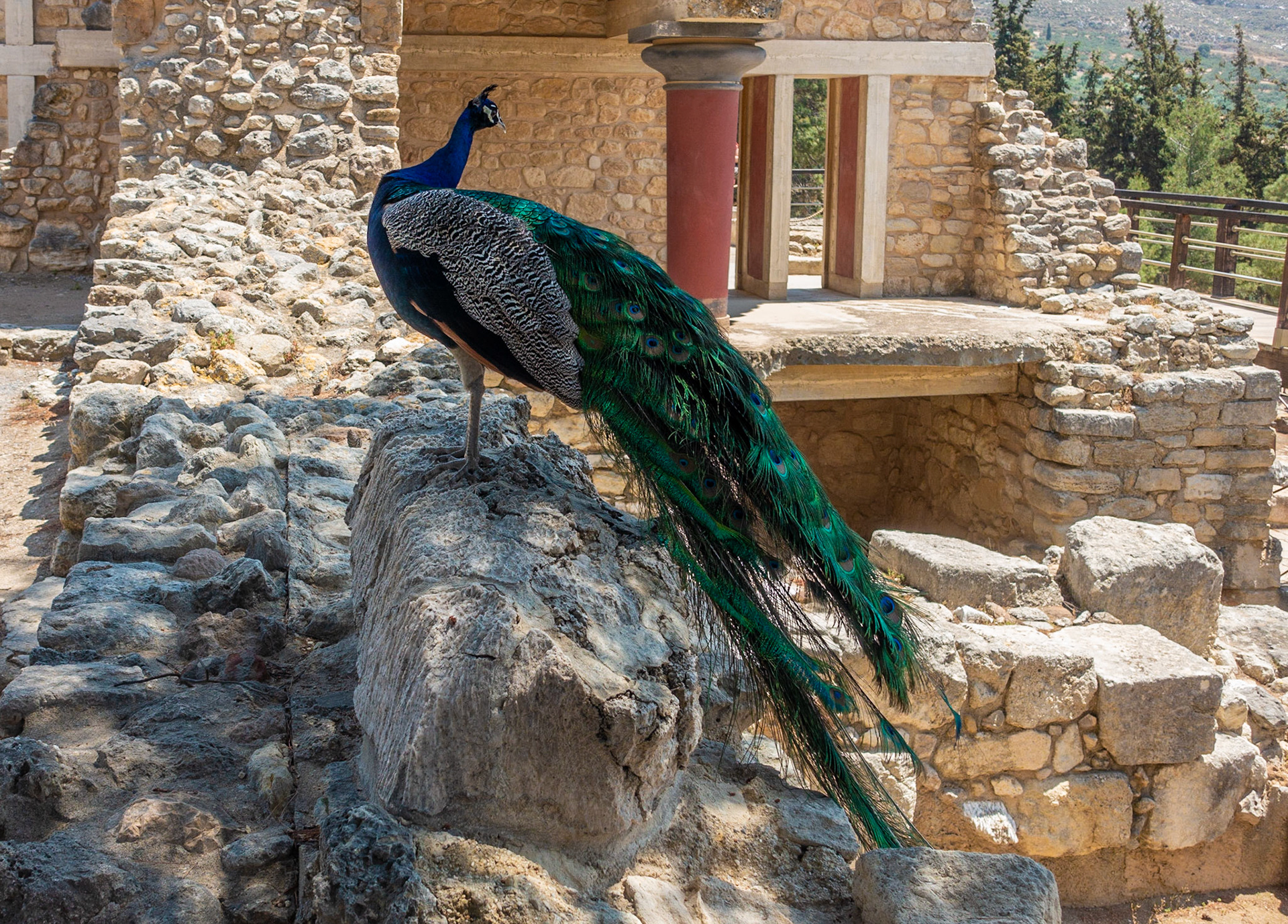 Peacock, Knossos, Crete, 2018
