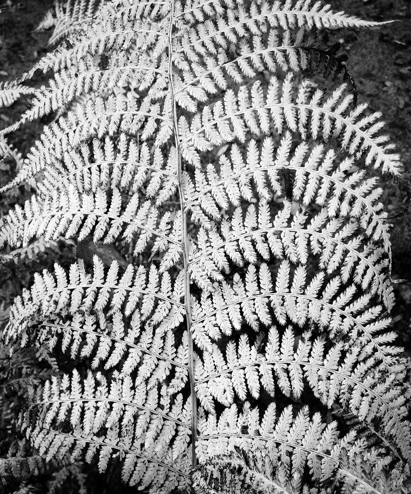 Fern, Janebank, 2016