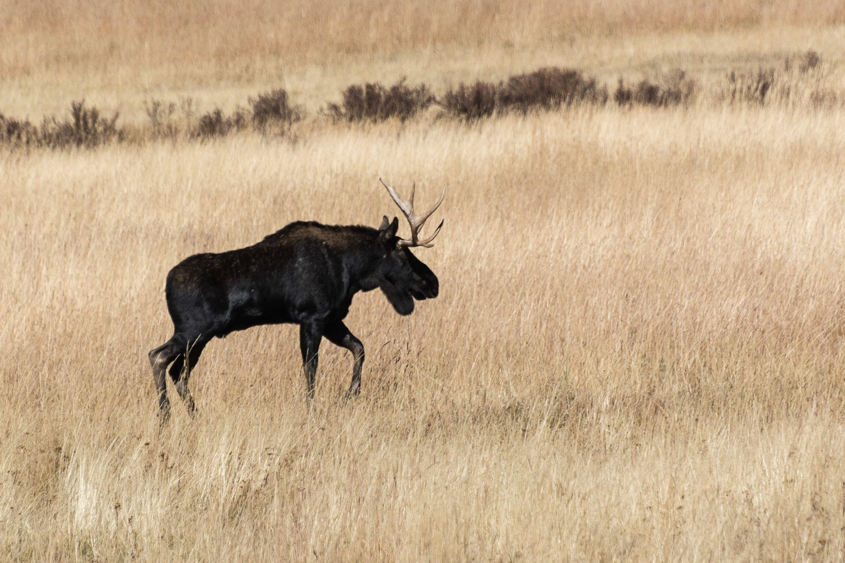 Moose, Rocky Mountain National Park, Colorado, 2015