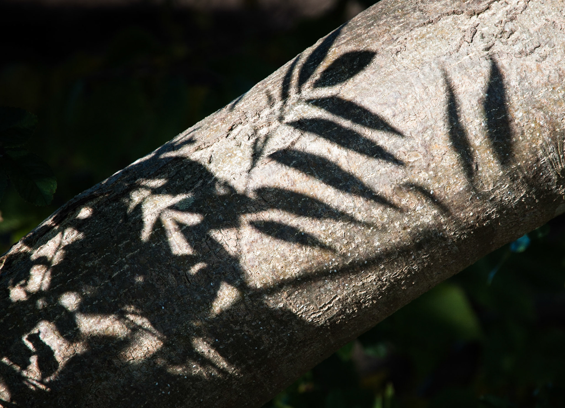 Leaves, Bonnyrigg, Midlothian, 2012