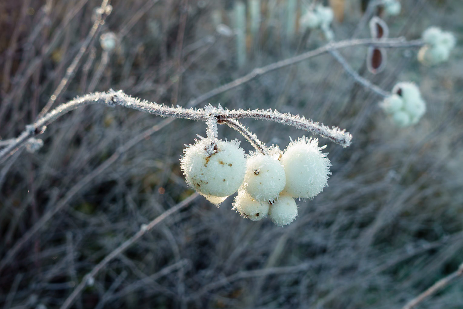 Frosted plants, Roslin Moat, 2024
