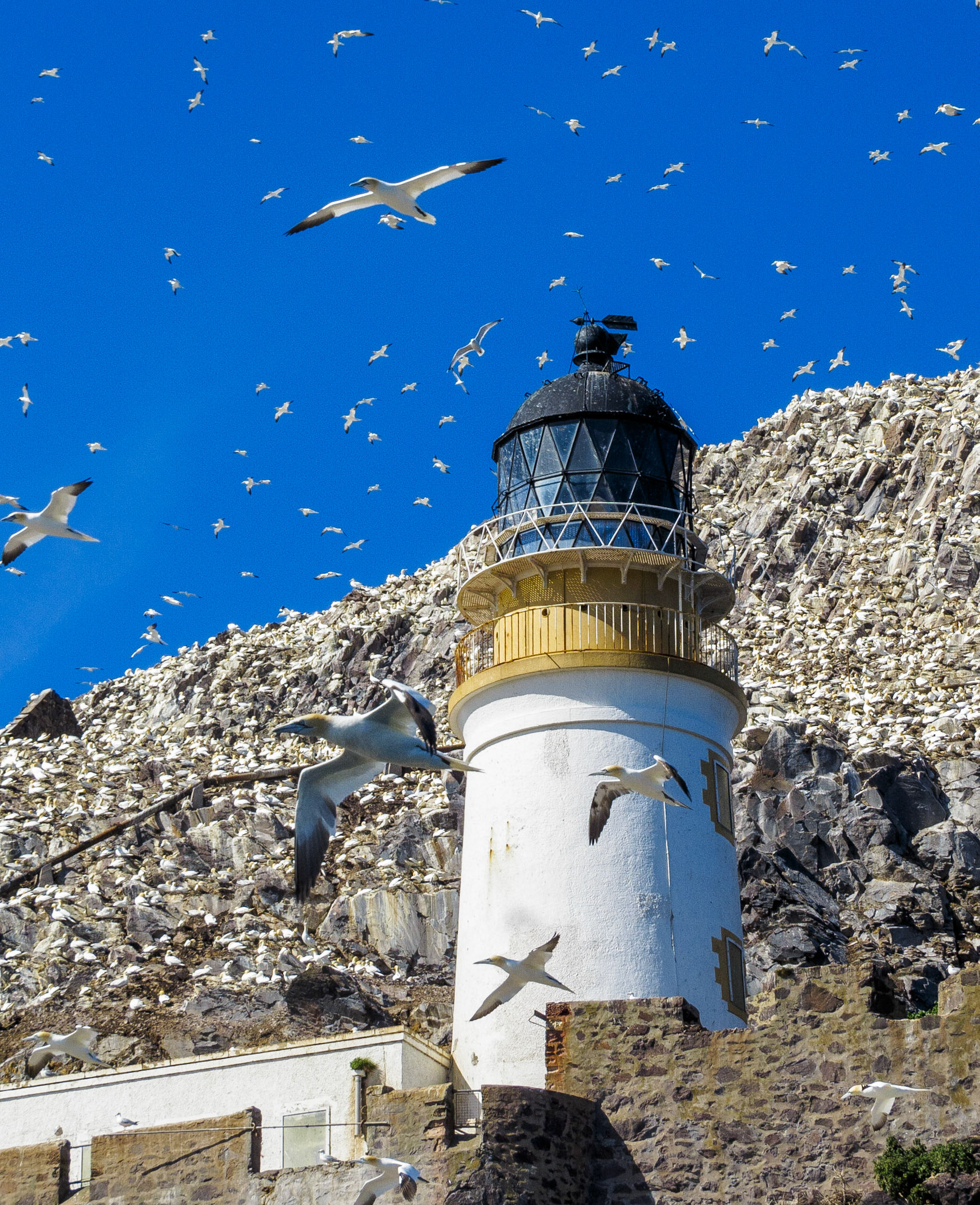 Gannets on the Bass Rock, 2022
