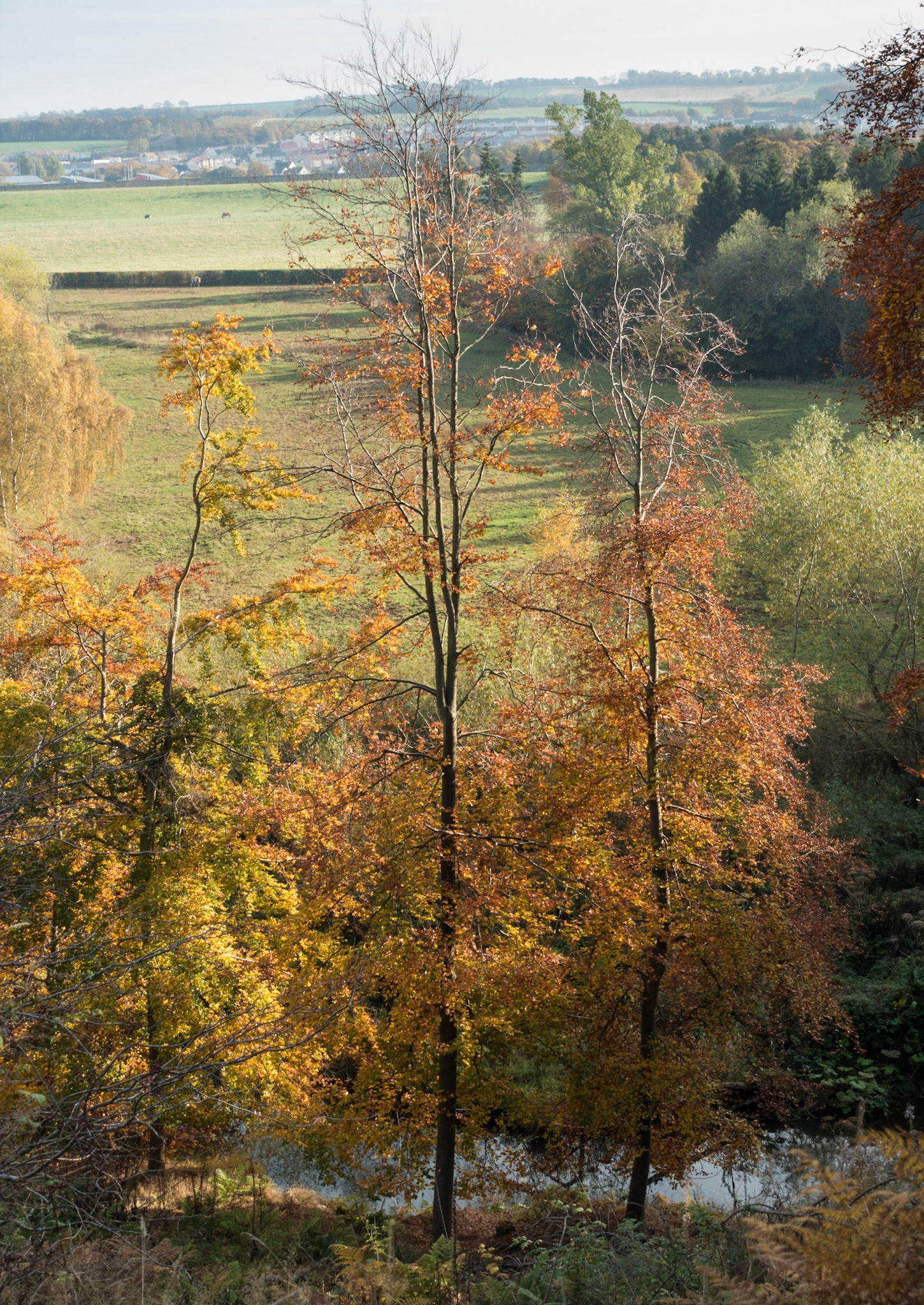 Dalkeith Country Park, 2016