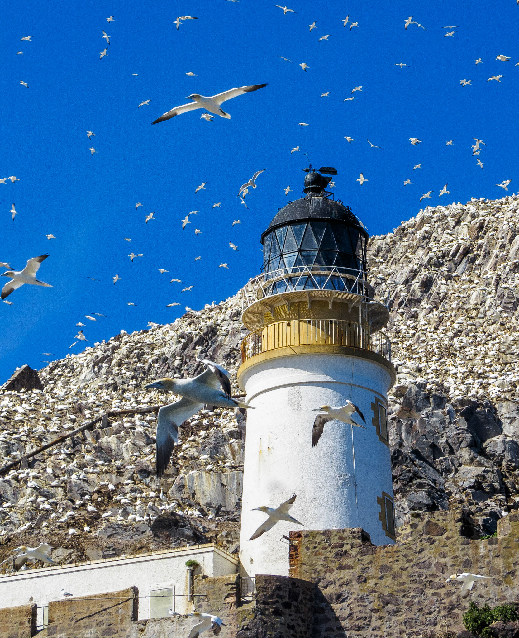 Gannets on the Bass Rock, 2022