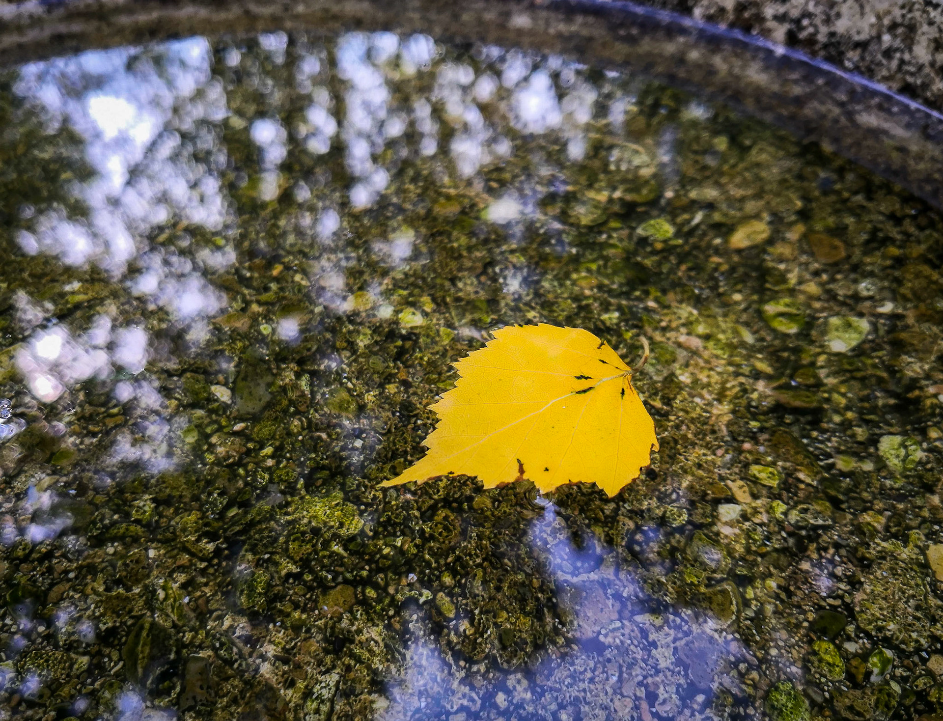 Birch leaf, Janebank, 2020