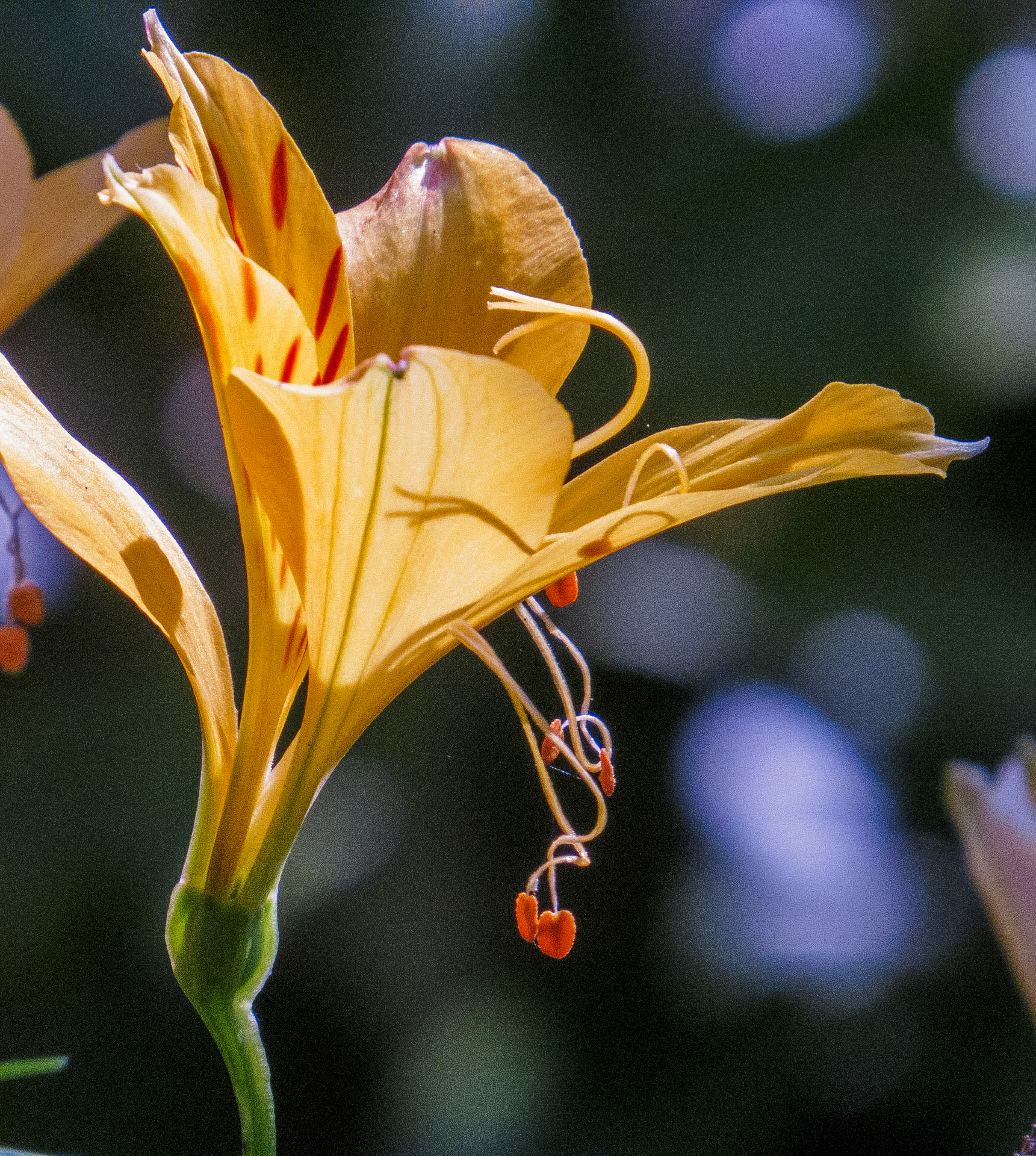 Tiger Lilly, Janebank, 2021