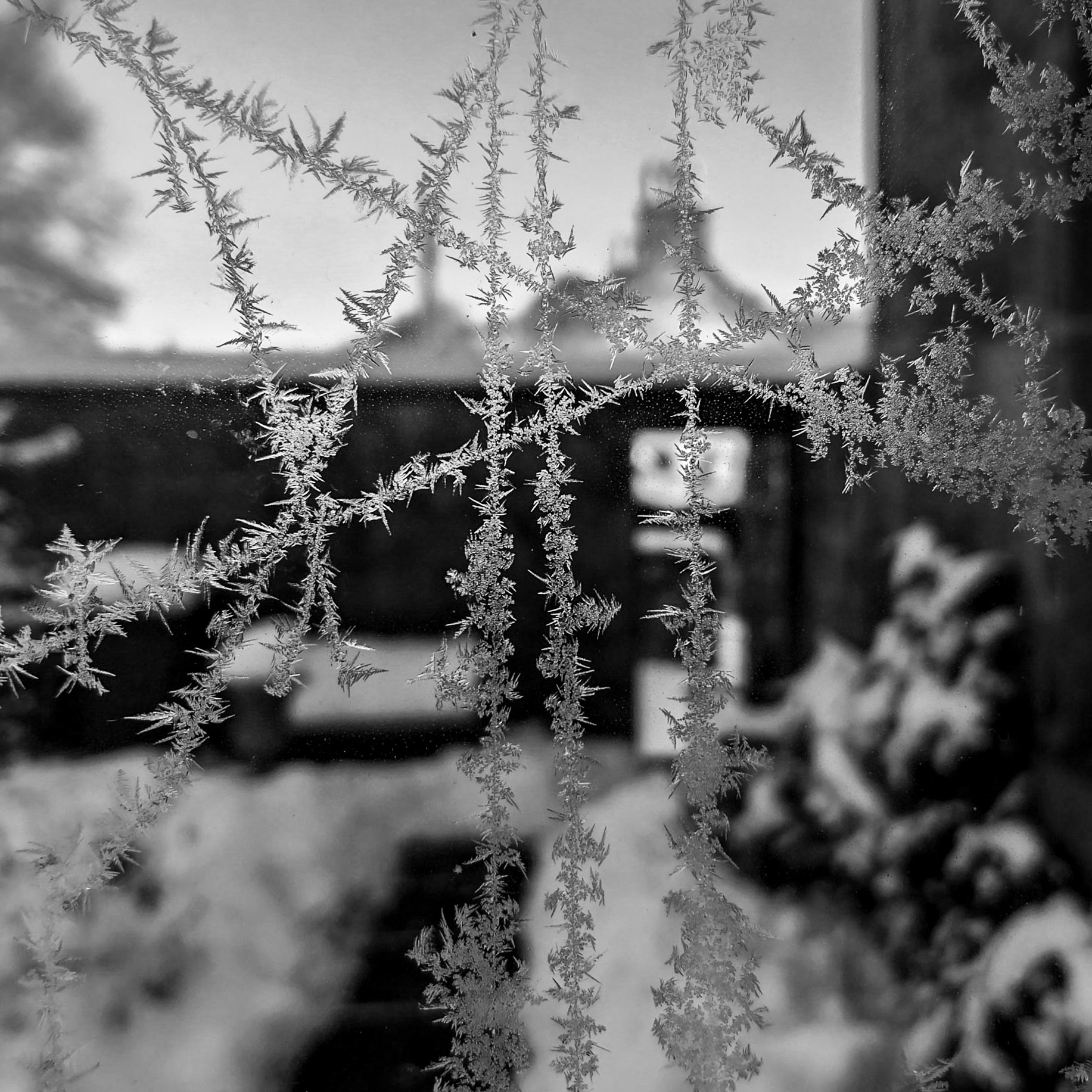 Frost pattern, Janebank in winter, 2021