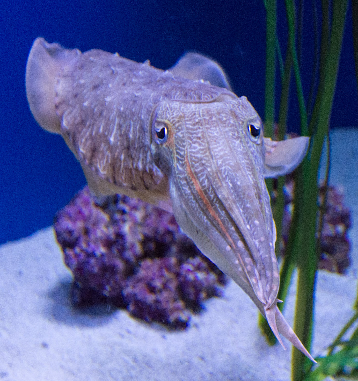 Cuttlefish, Monterey Bay Aquarium, California, 2015
