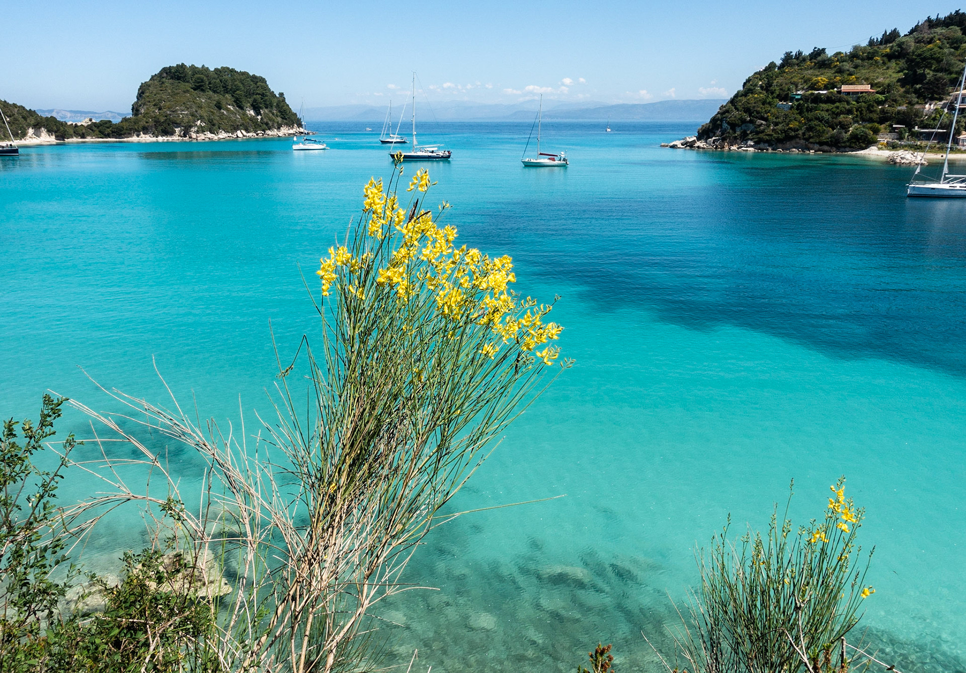 Wildflowers, Paxos Harbour, 2019