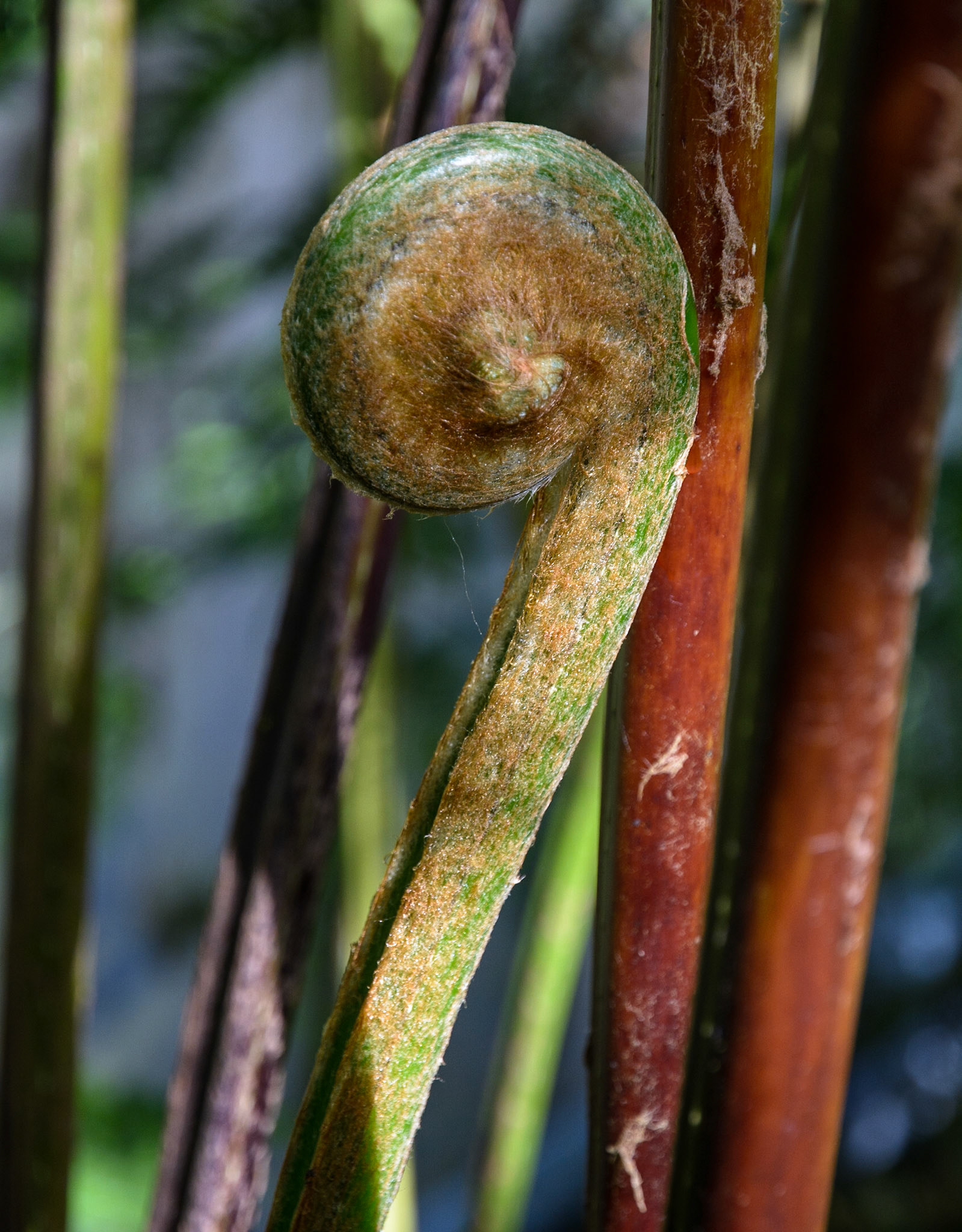 Emerging frond, Royal Botanic Garden, Edinburgh, 2015