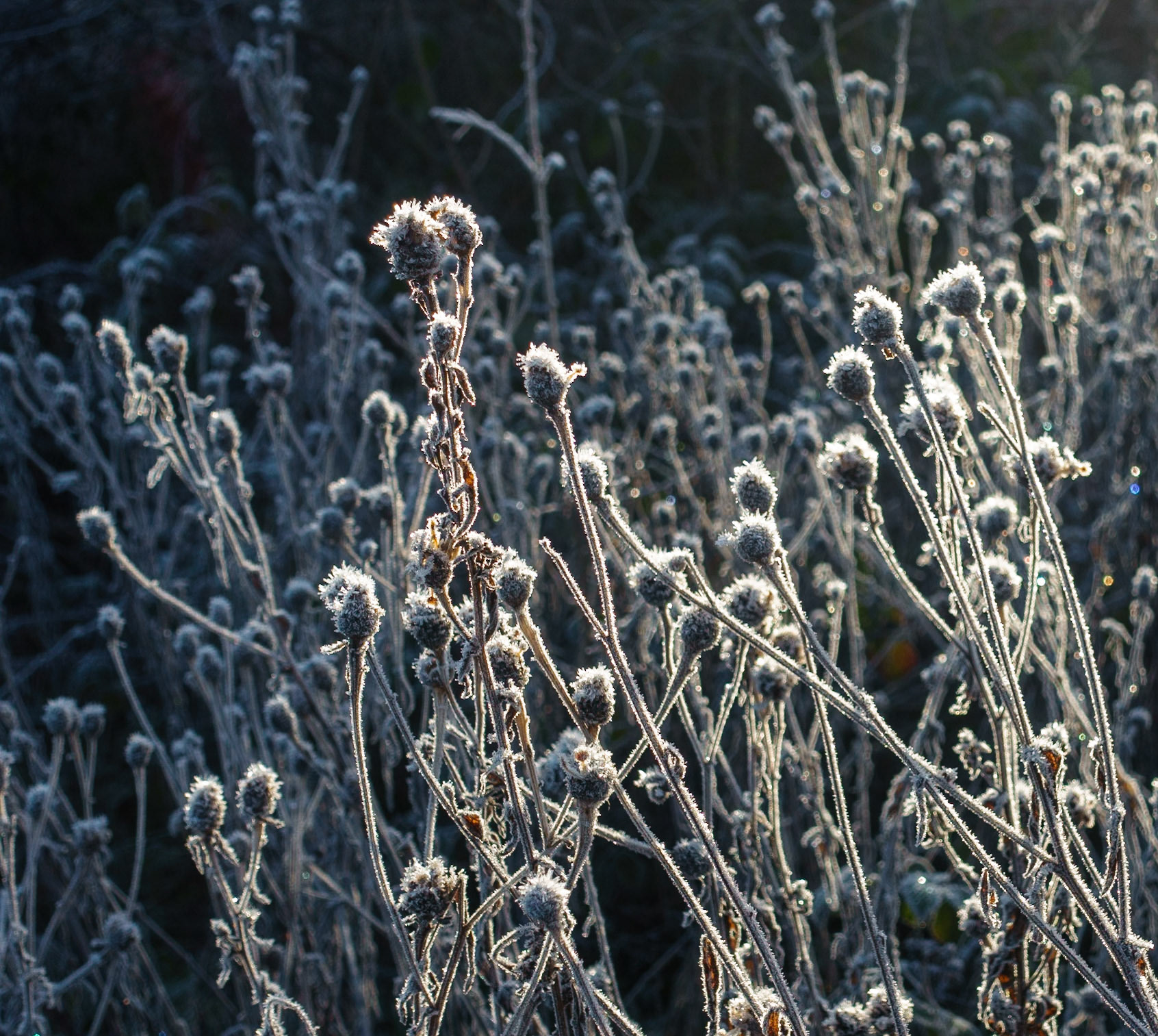 Frosted plants, Roslin Moat, 2024