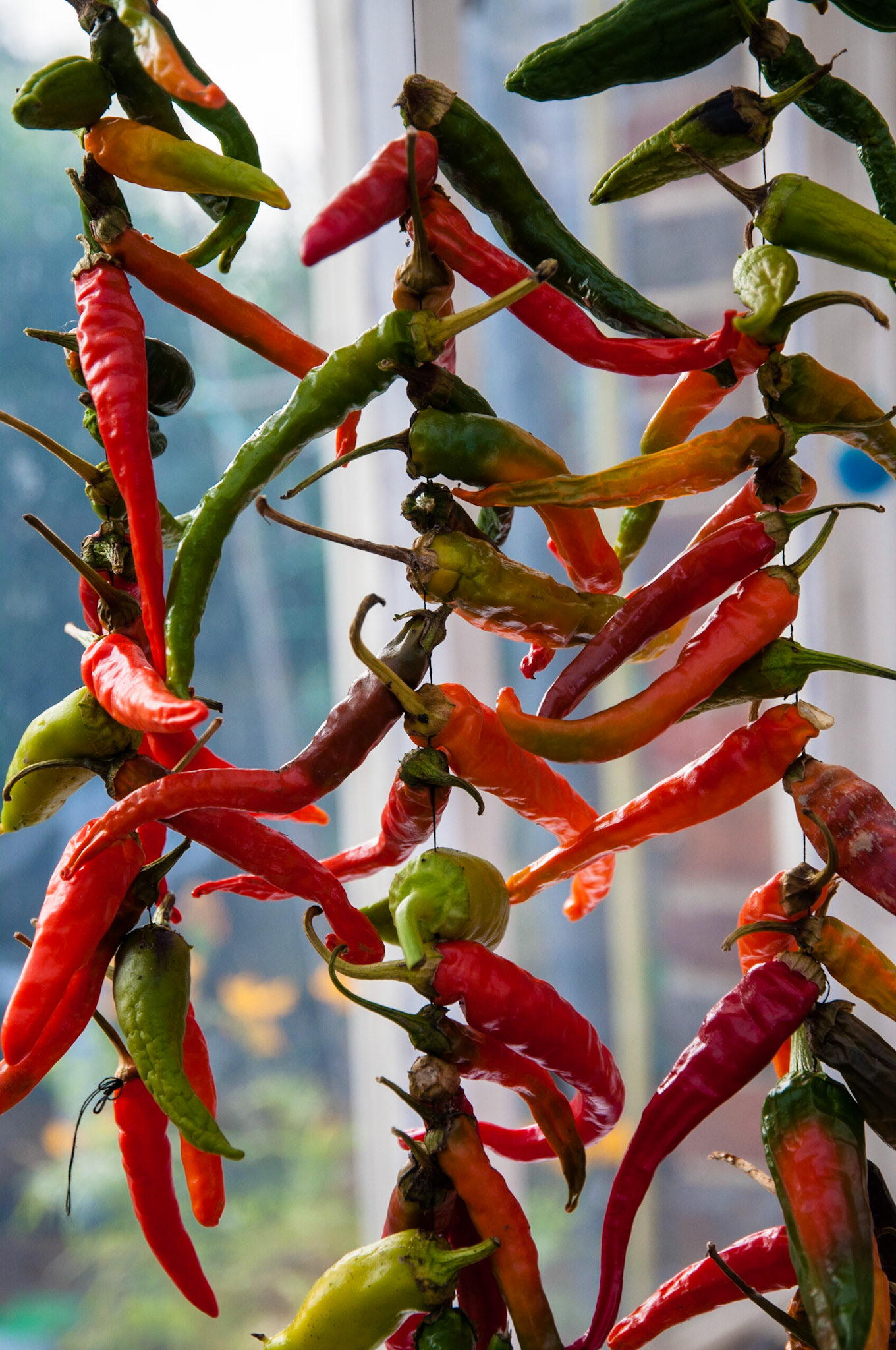 Chillies, Five Oaks, Sussex, 2013