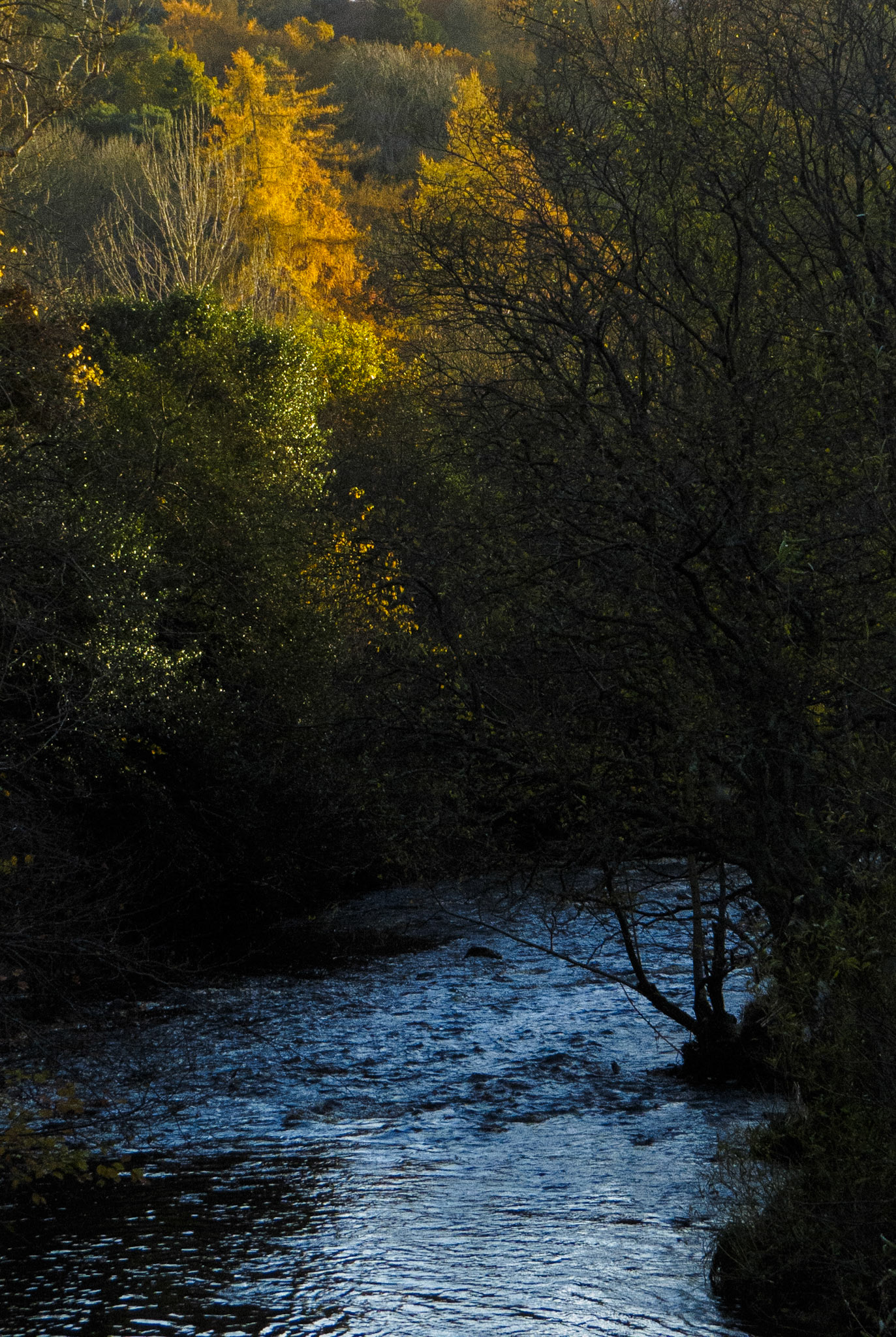 Roslin Glen Country Park, 2021