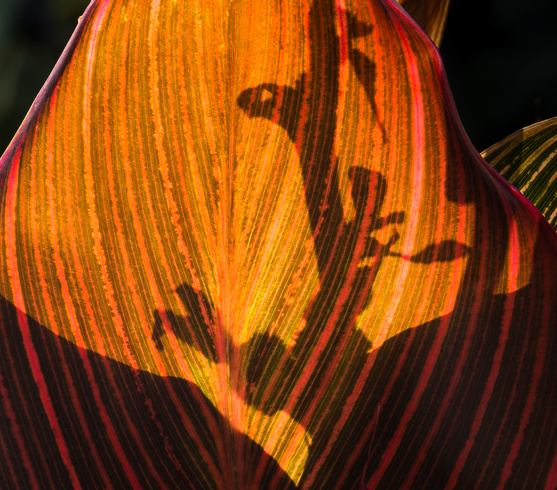 Leaf detail, Dana Avenue, Calfornia, 2013