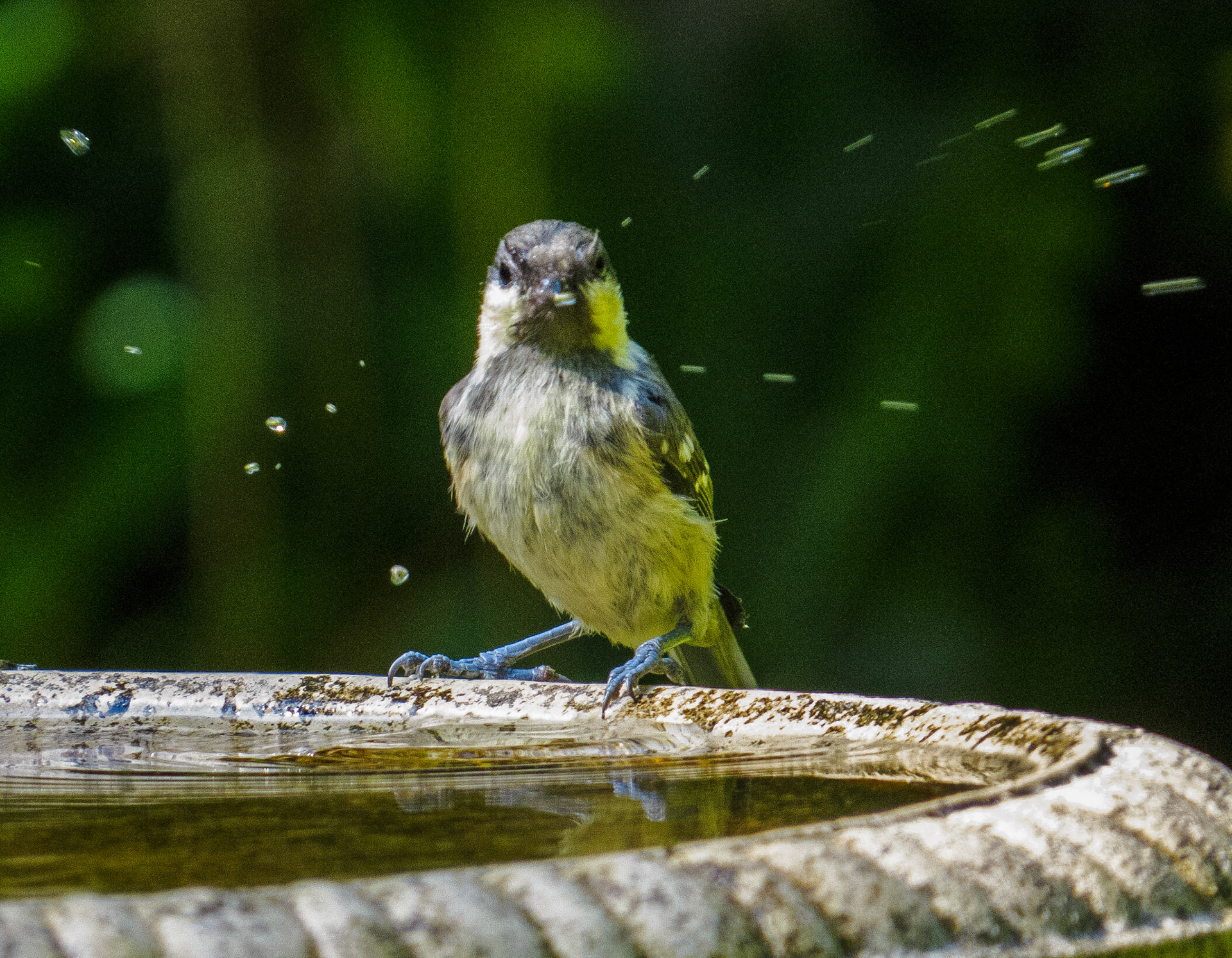 Bluetit in the back garden, Janebank, 2021