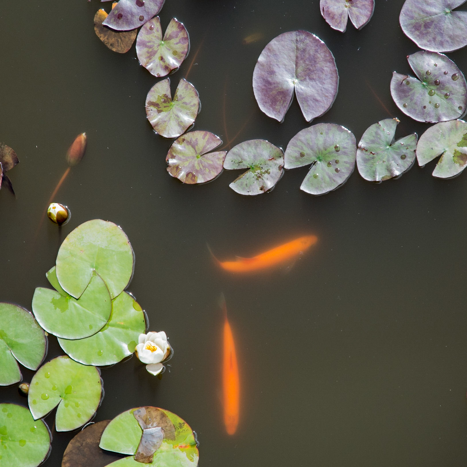 Lily pond, Royal Botanic Garden, Edinburgh, 2015