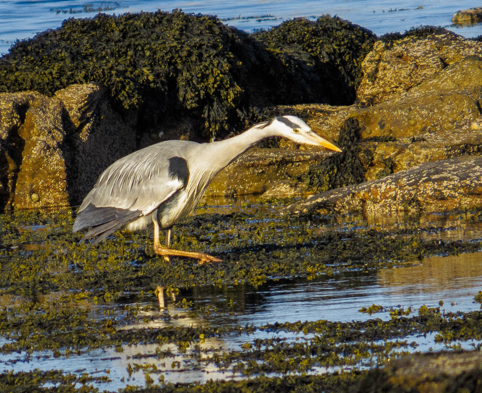 Heron, Beadnell 2022