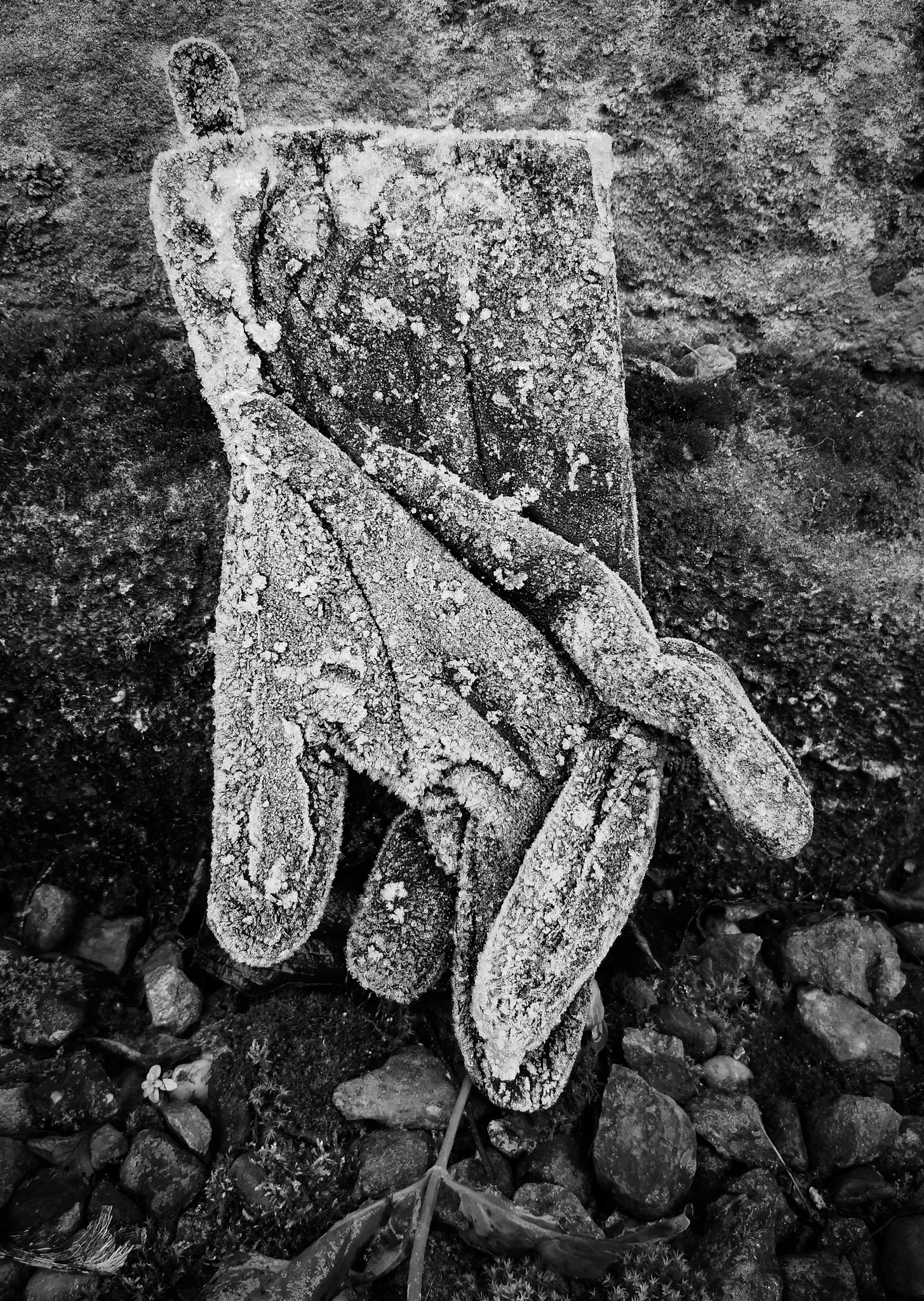 Frosted glove, Broomieknowe, 2020