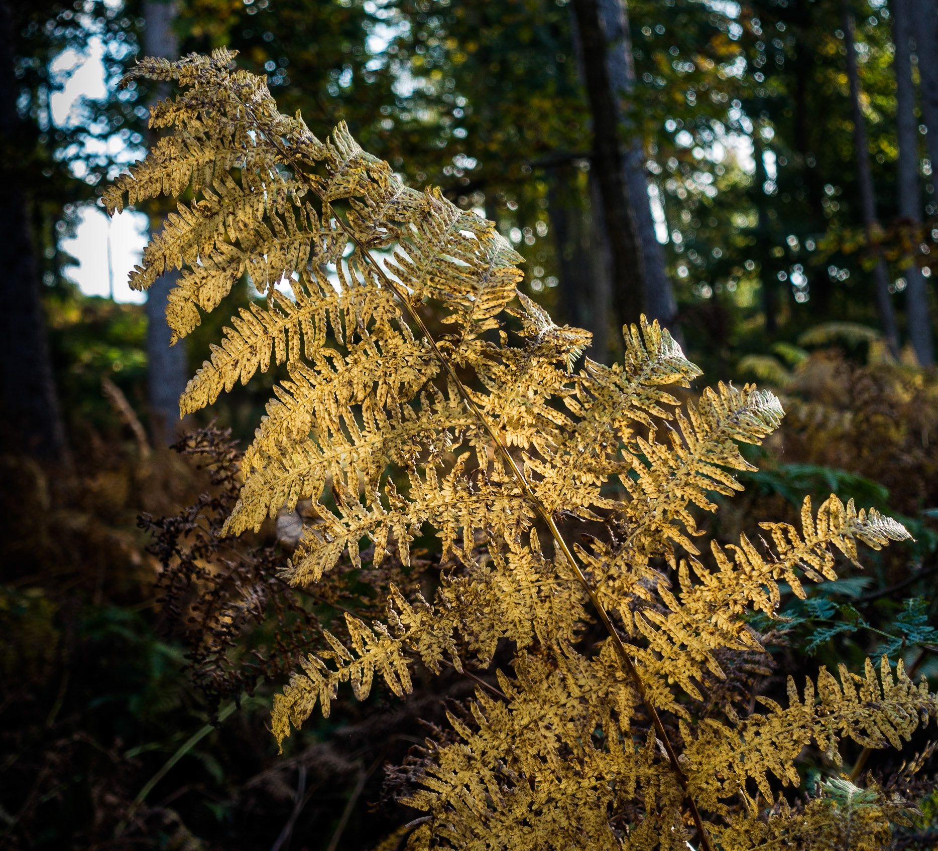 Fern, Dalkeith Country Park, 2016