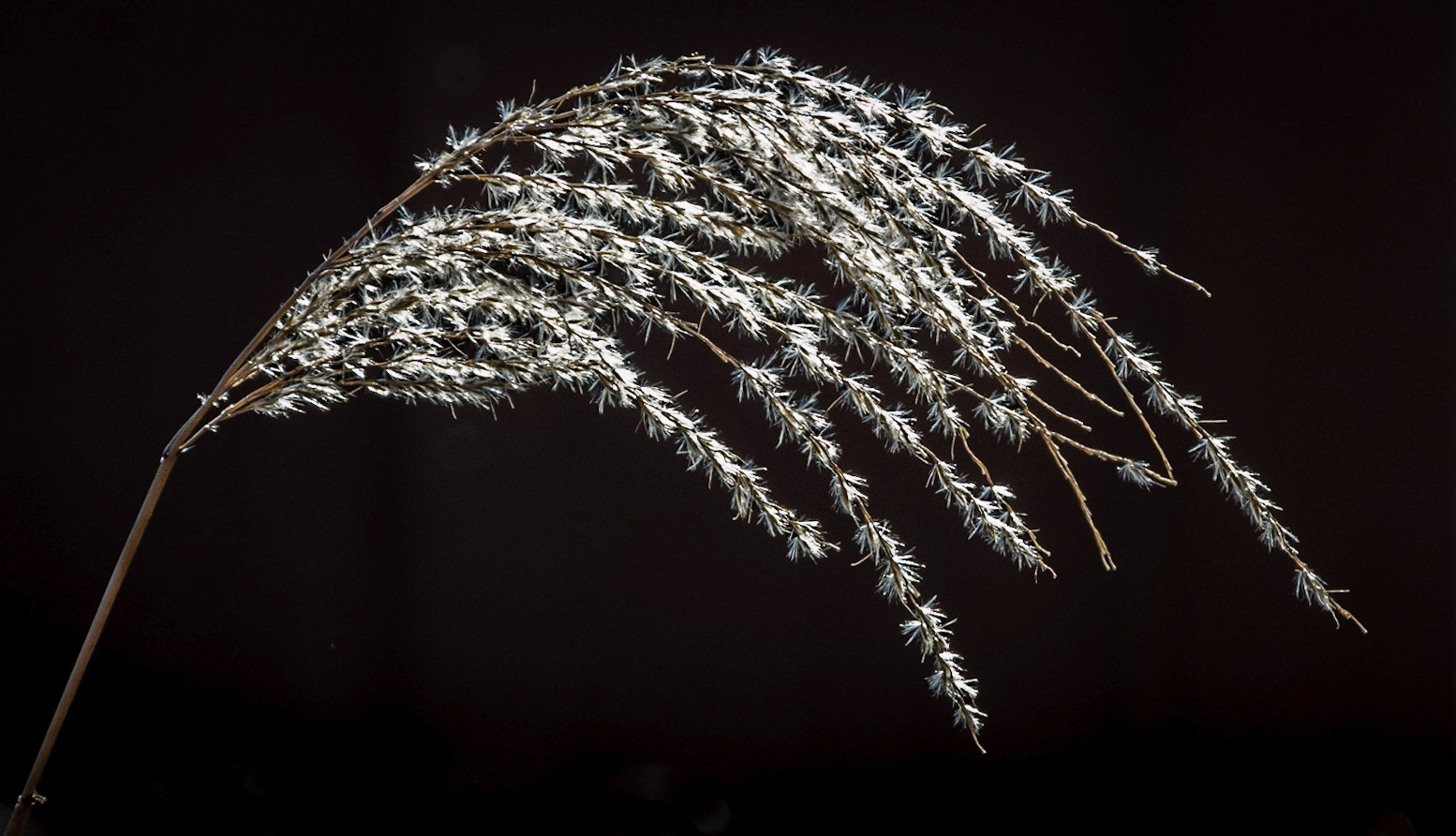 Royal Botanic Garden, Edinburgh, 2013