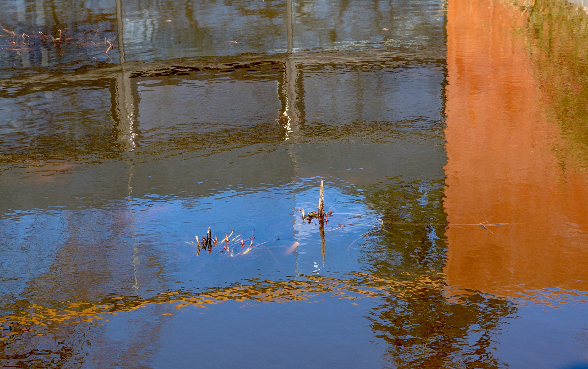 Reflections, Royal Botanic Garden, Edinburgh, 2015