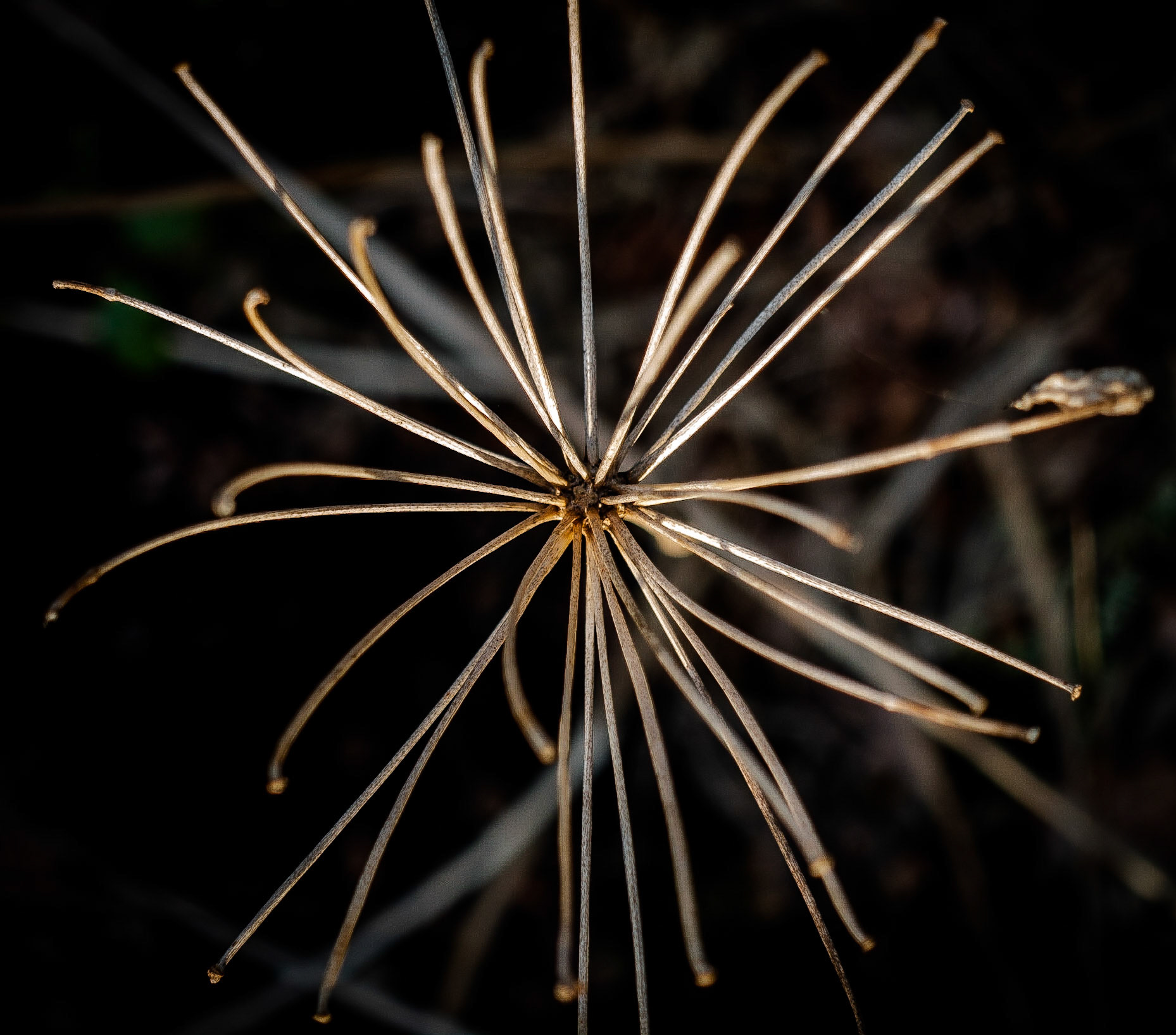 Agapanthus, Janebank, 2020