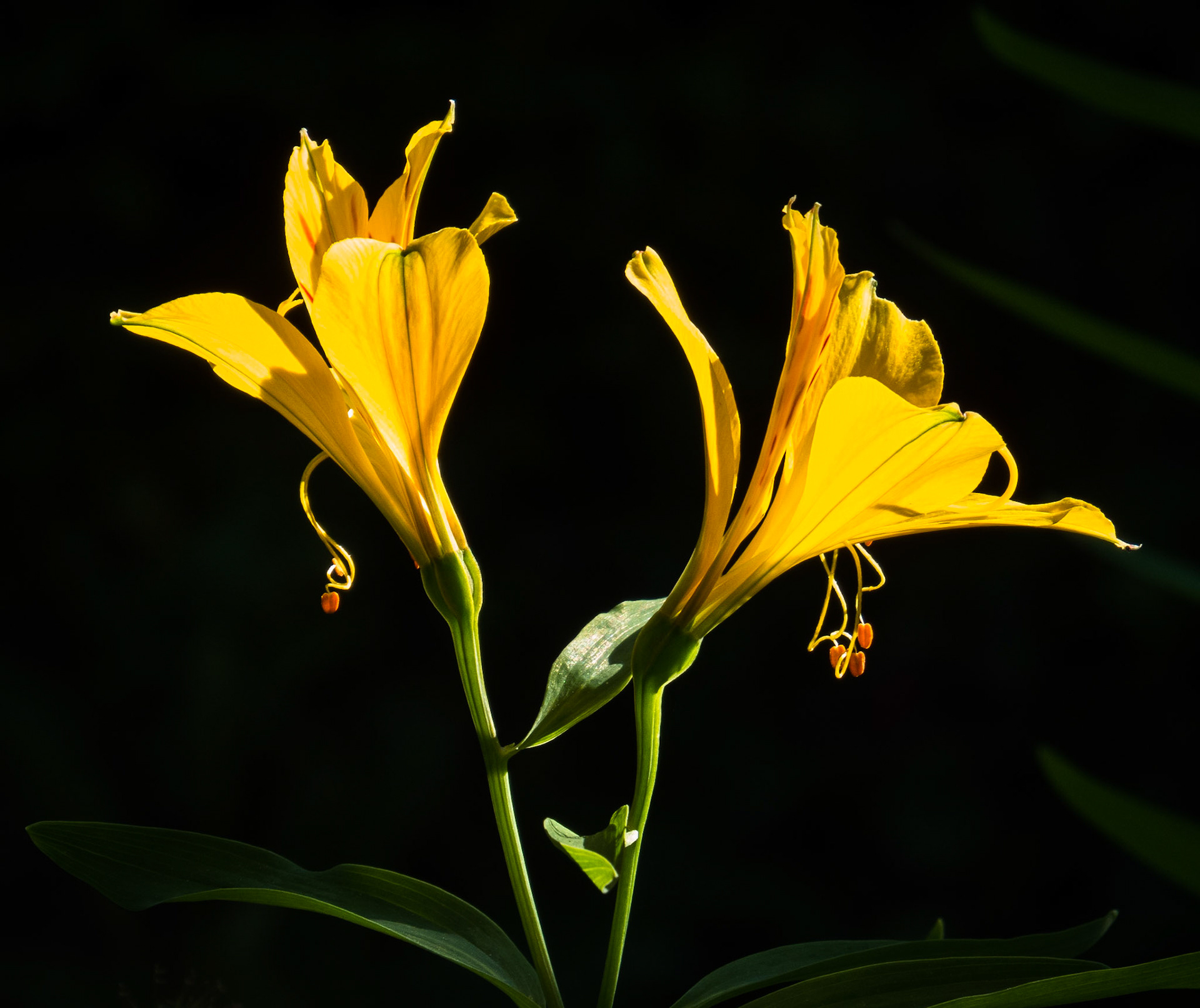 Tiger Lillies, Janebank, Lasswade, 2013