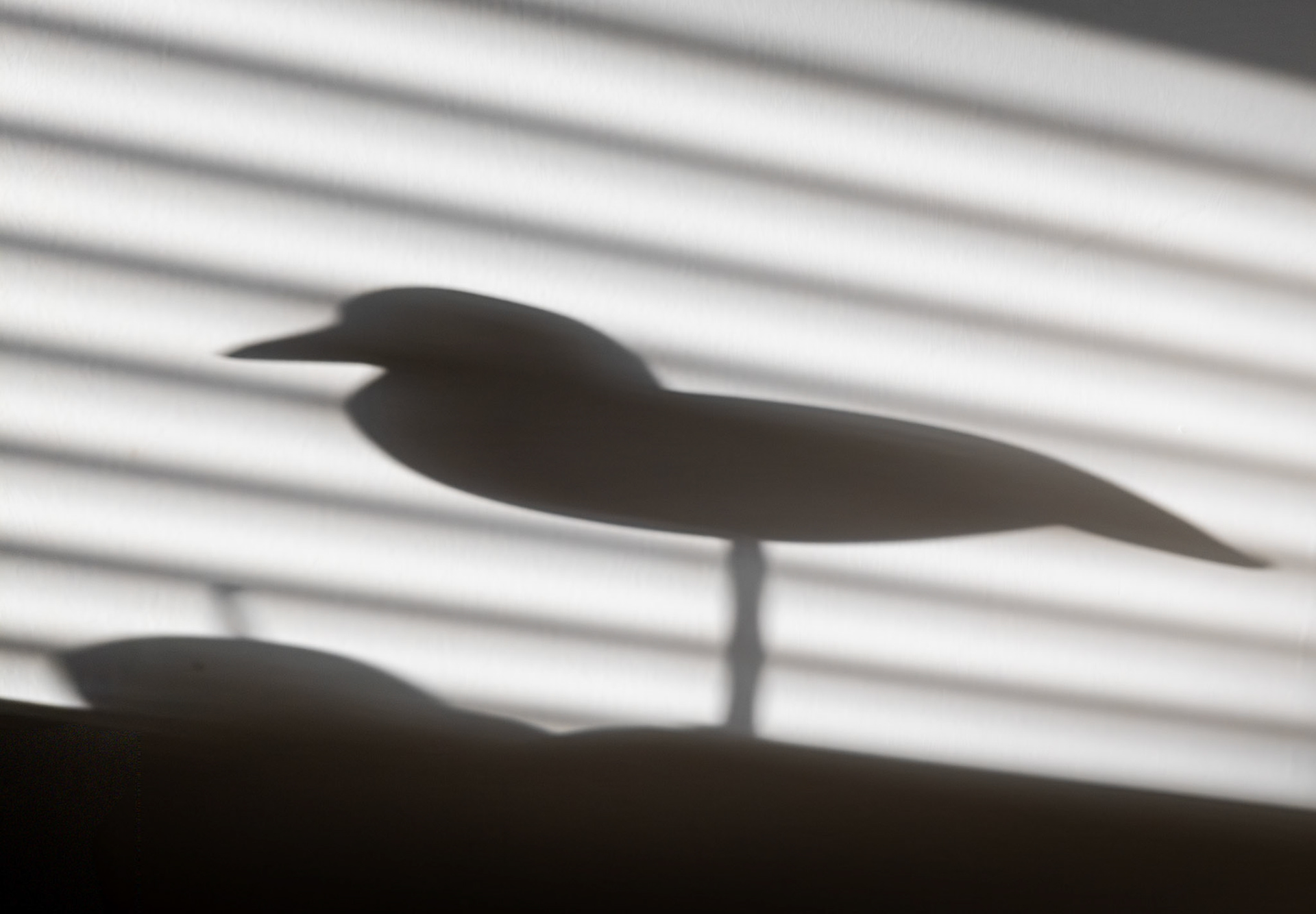Shadowscape, 2026