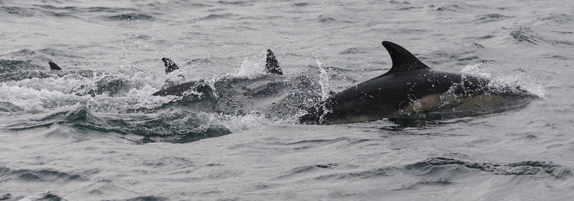 Dolphins, Isle of Skye, 2014