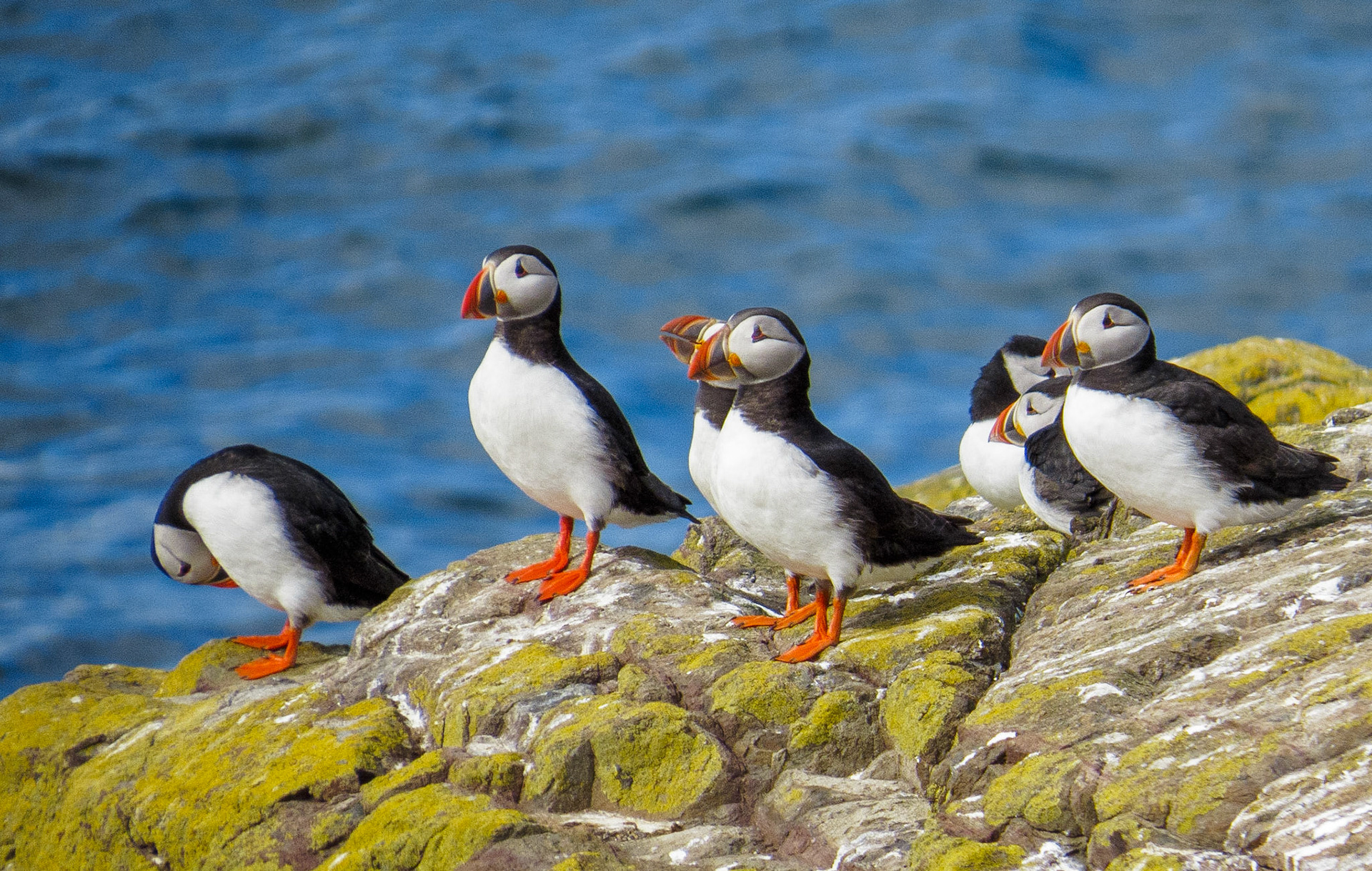 Puffins on Inner Farne, 2022