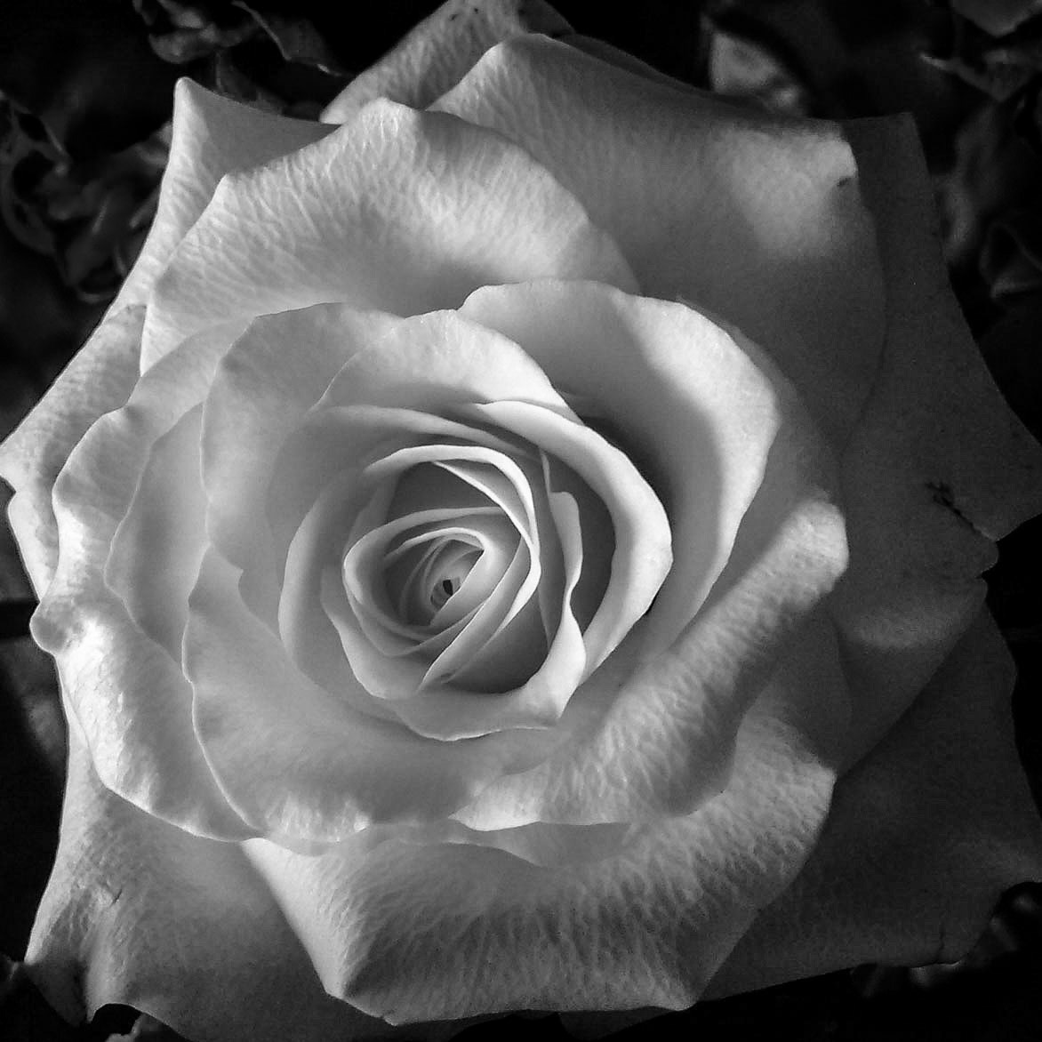 White rose, Janebank, 2015