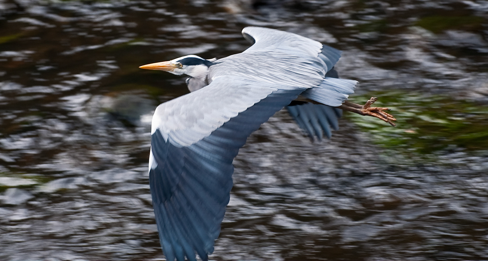 Heron, Water of Leith, Edinburgh, 2009