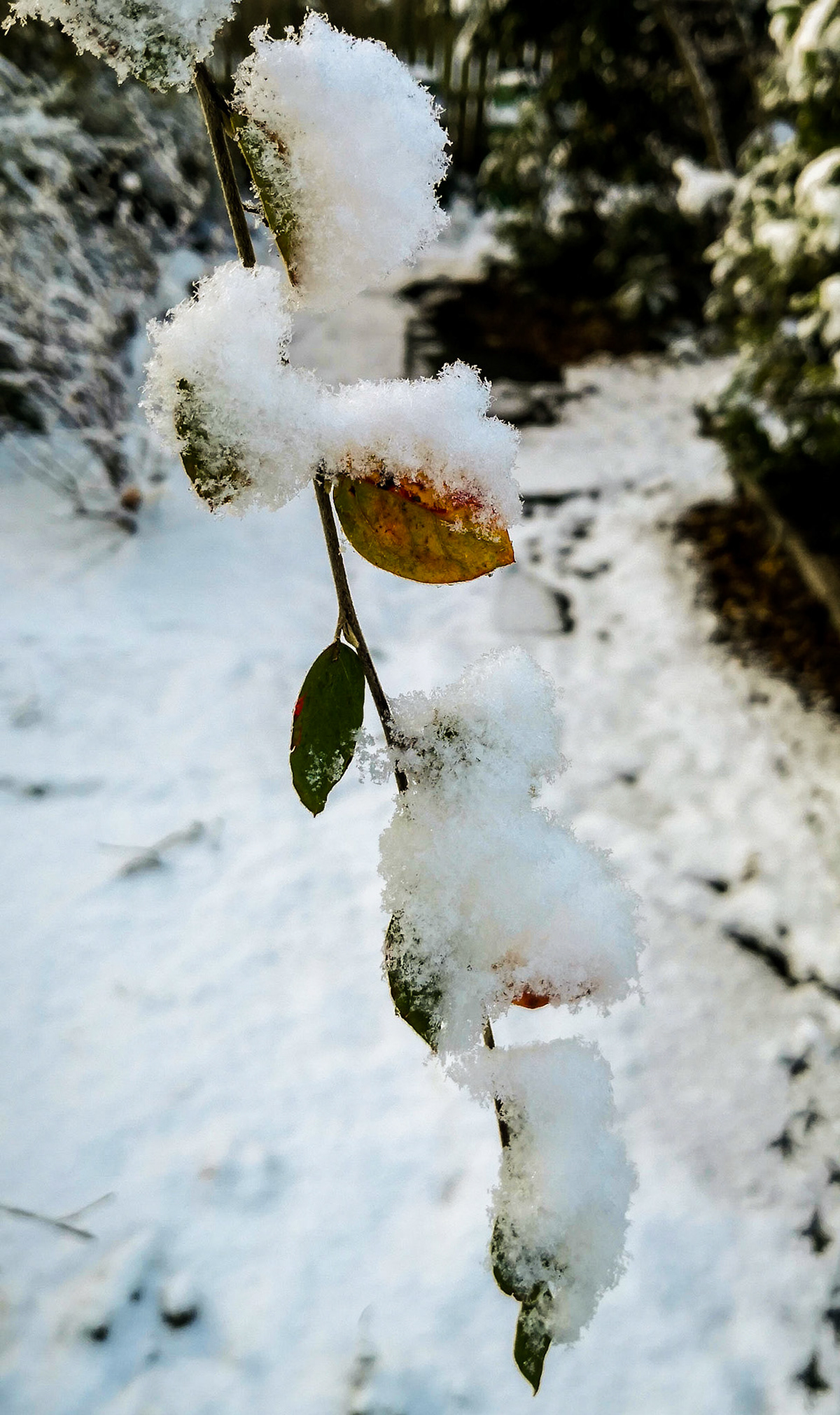 Back garden in winter, Janebank, 2021